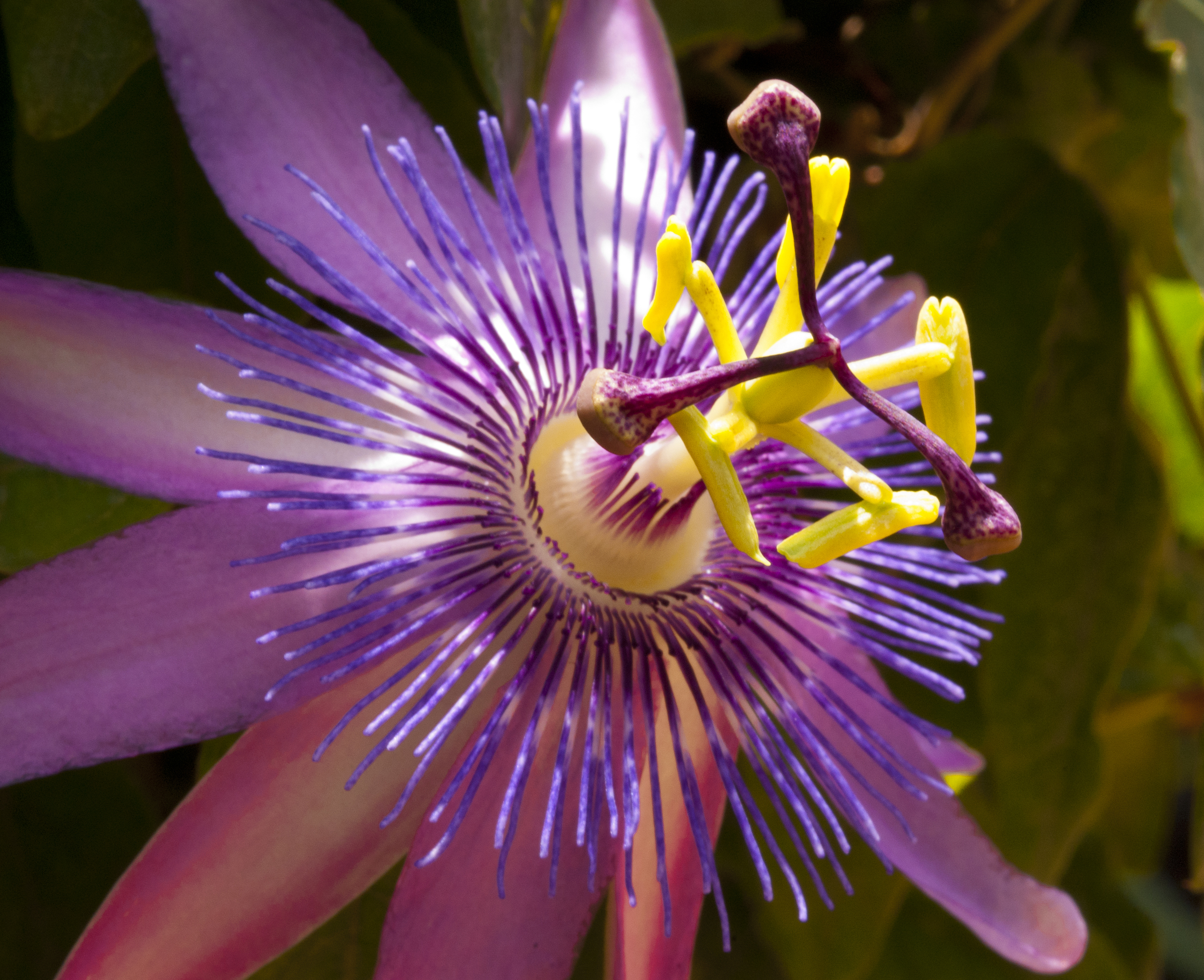2006AprilPassionFlower10.jpg
