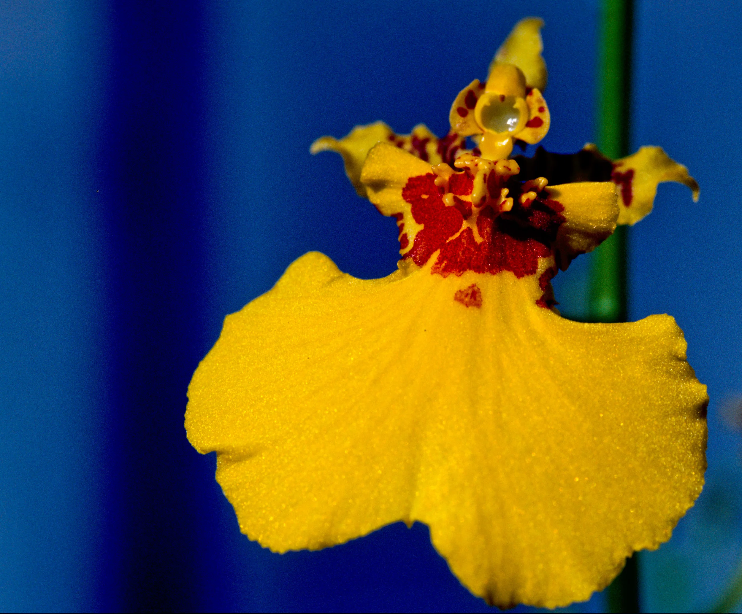 Orchids: Easier to Care for Than You Think