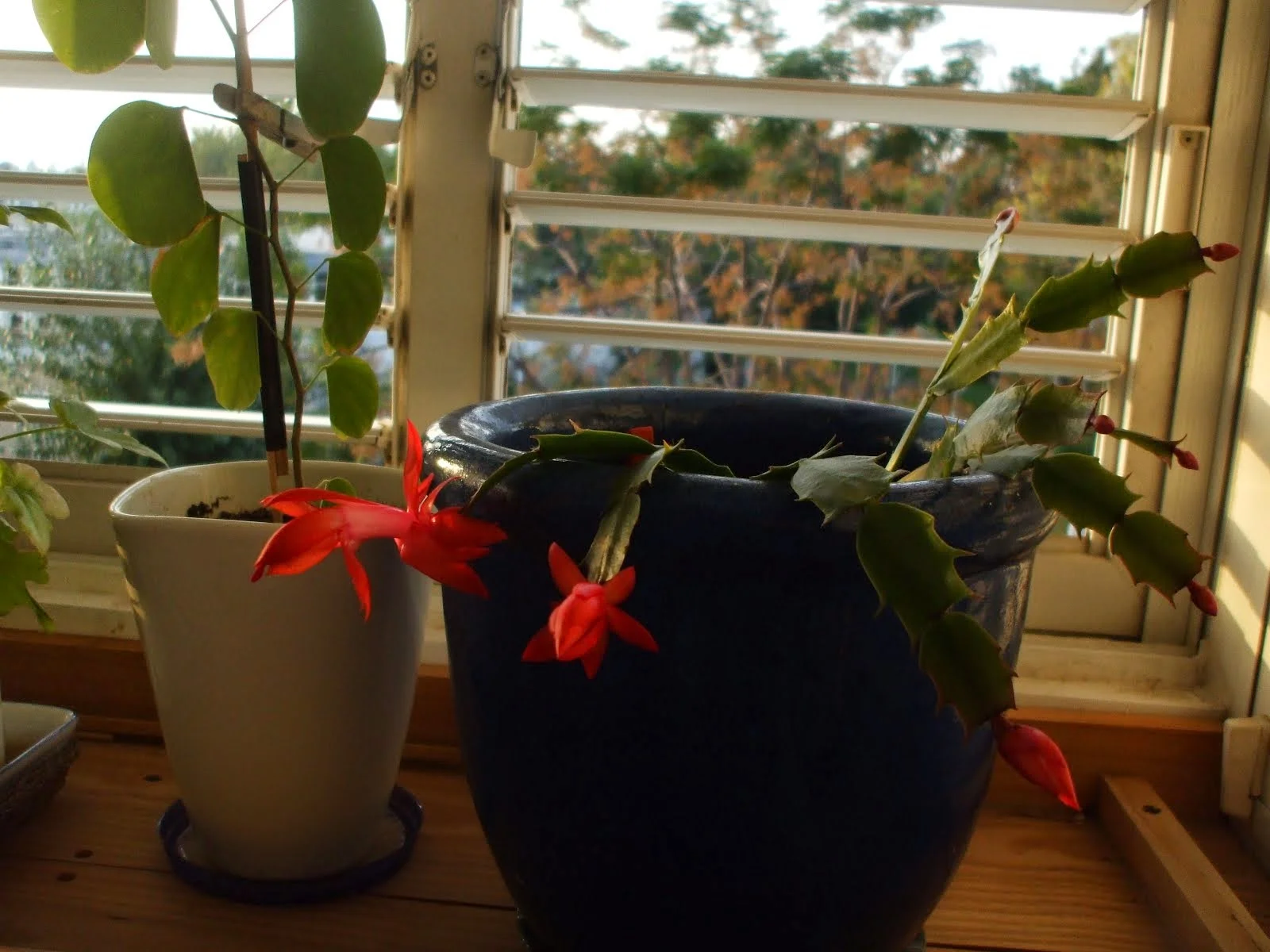 Christmas Cactus: A Multitude of Blooms With Little Care