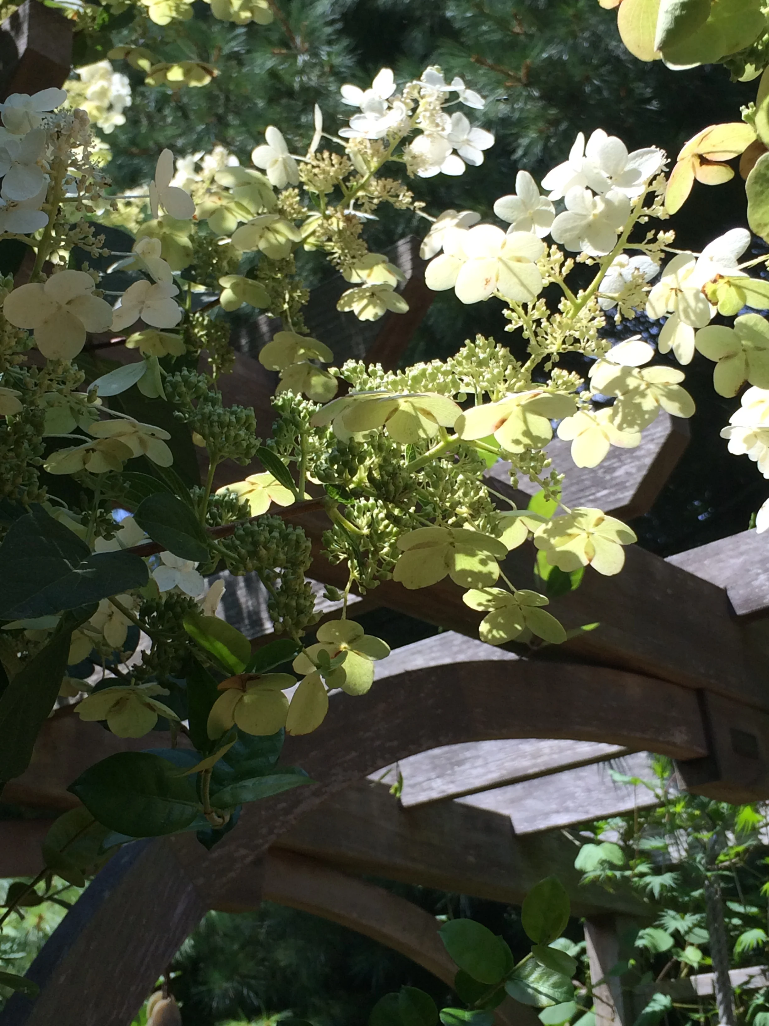 Oakleaf Hydrangea, A Nearly No-Maintenance Beauty