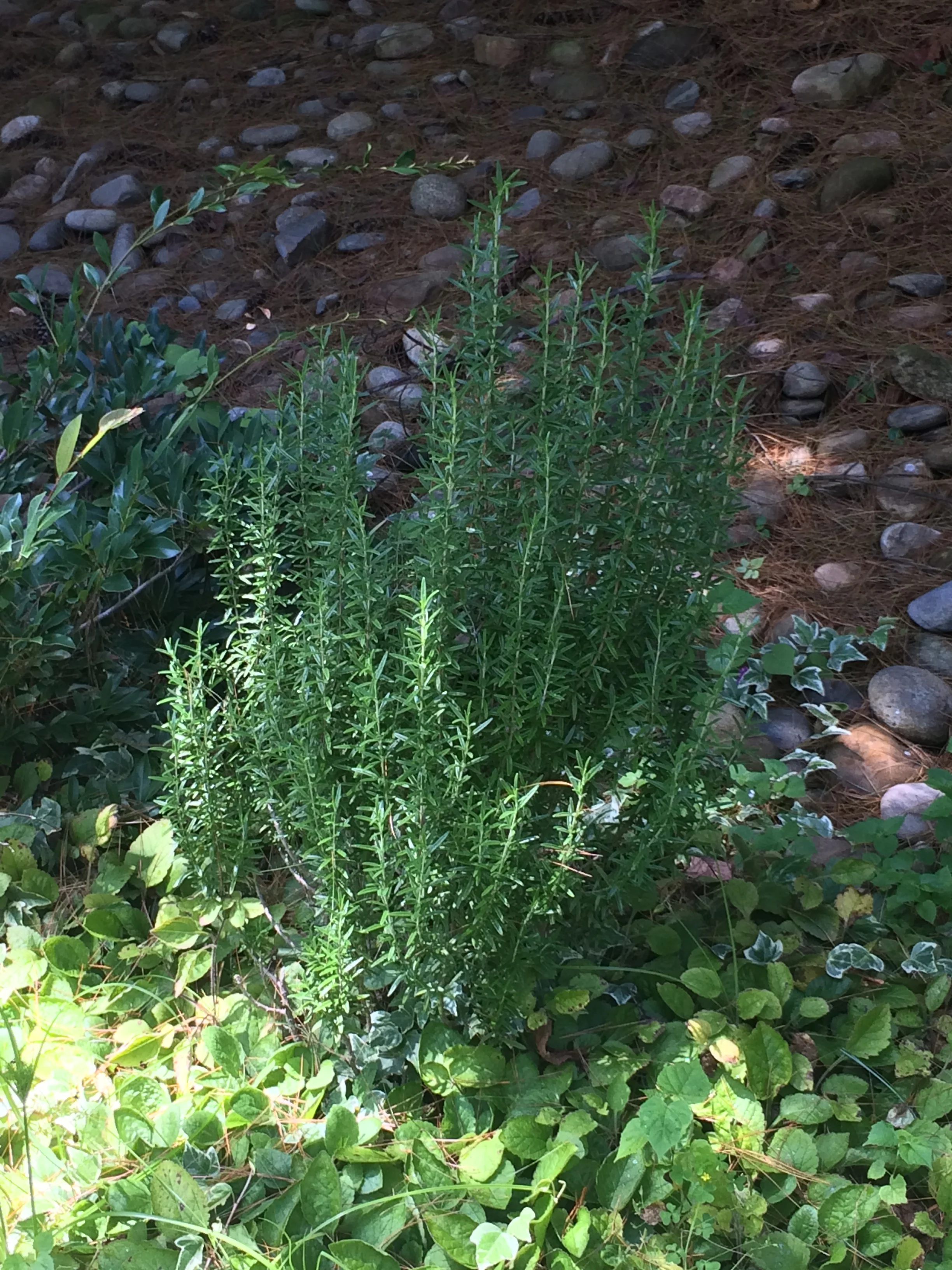 Rosemary -- A Super Performing Herb