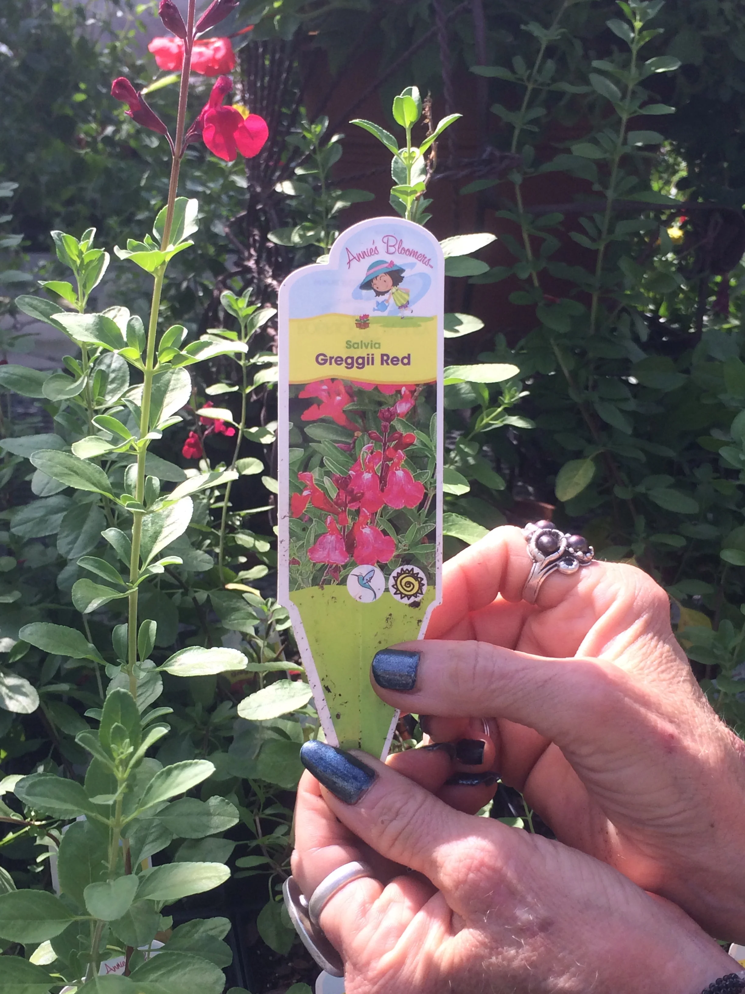 Lisa Stanley's Favorite Plant: Greggii Salvia