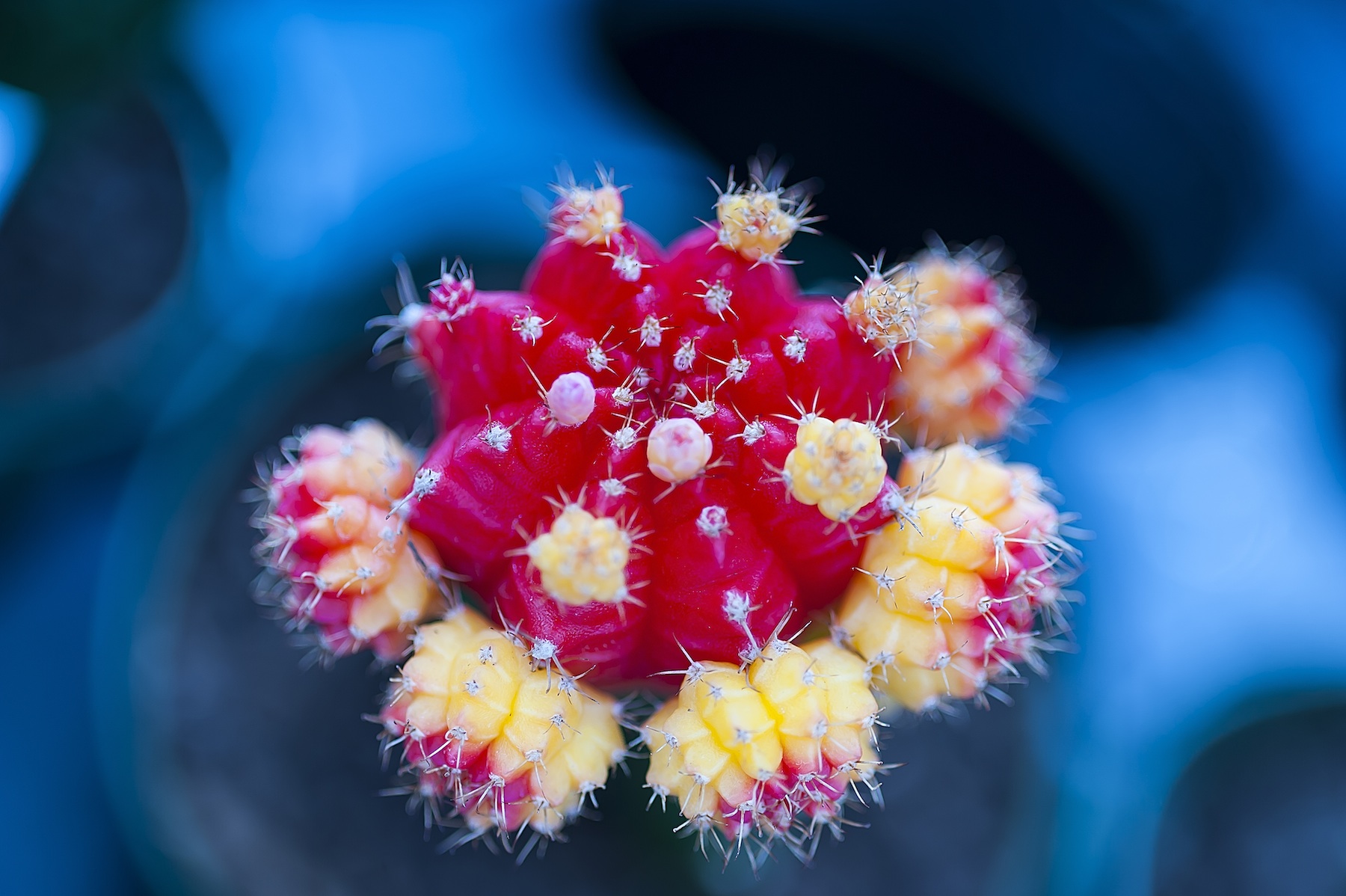 grafted cactus in bloom smaller.jpg