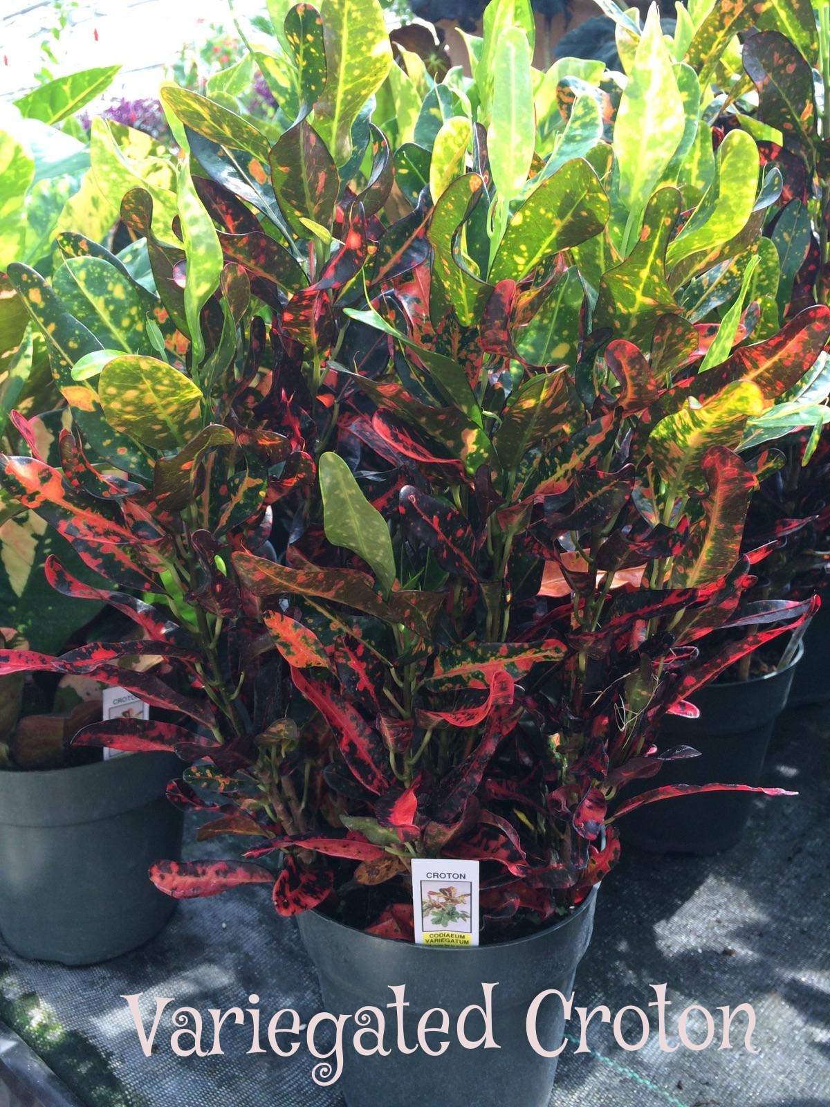 Variegated Croton