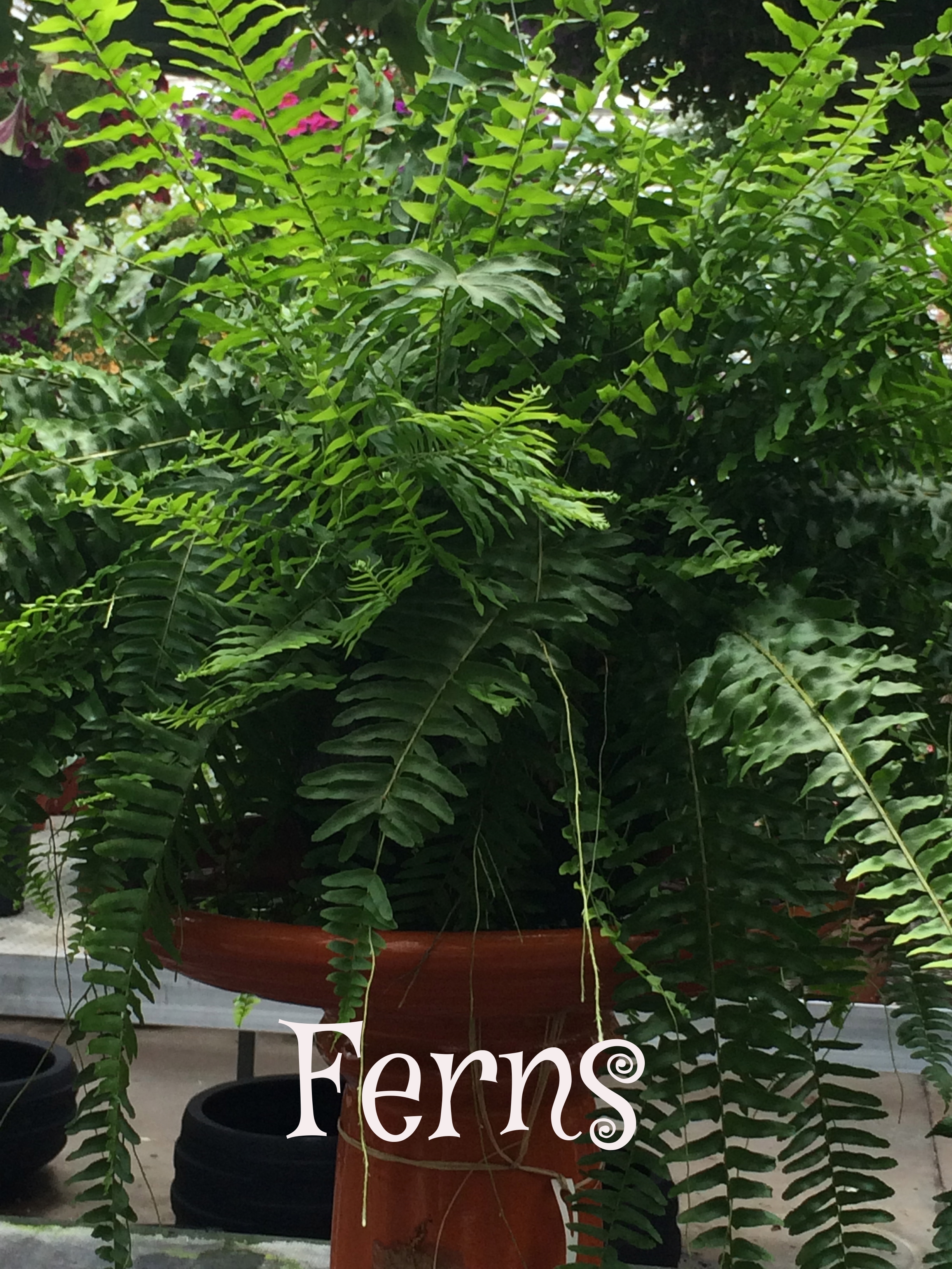 House Ferns