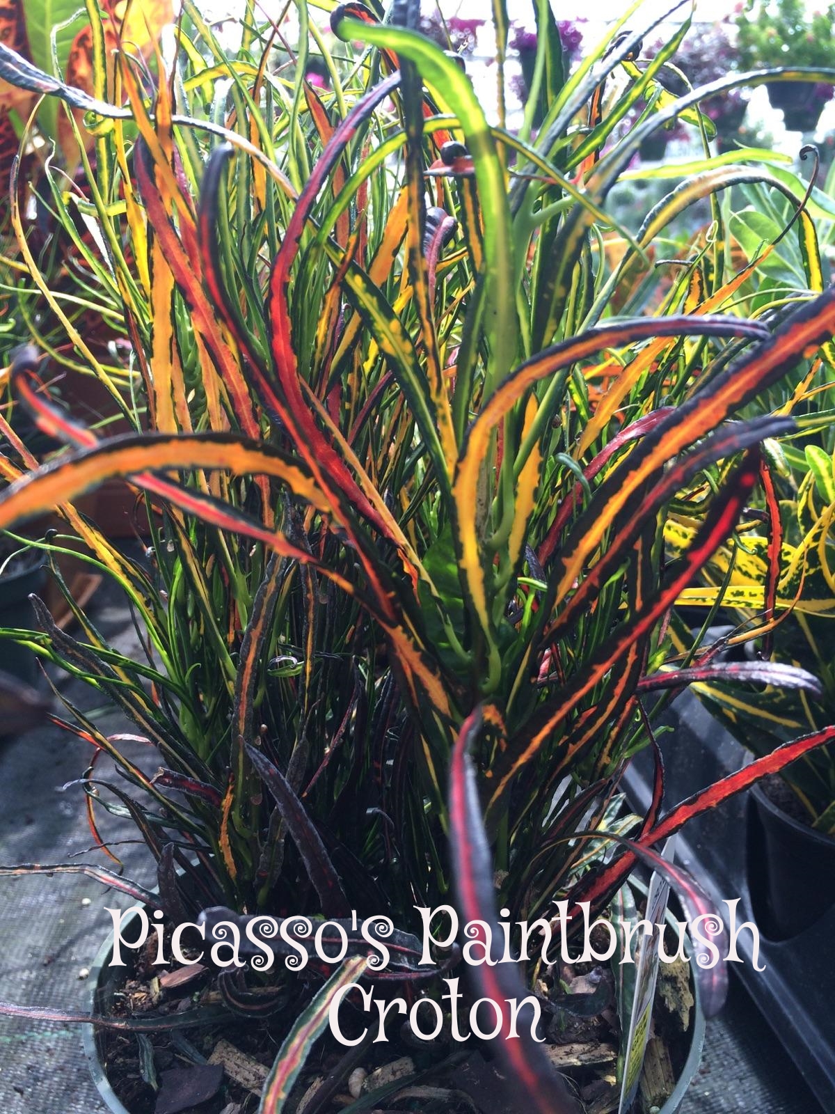 Picasso's Paintbrush Croton