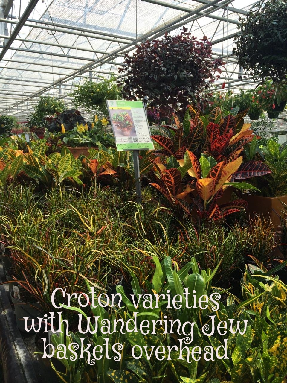 Croton and Wandering Jew