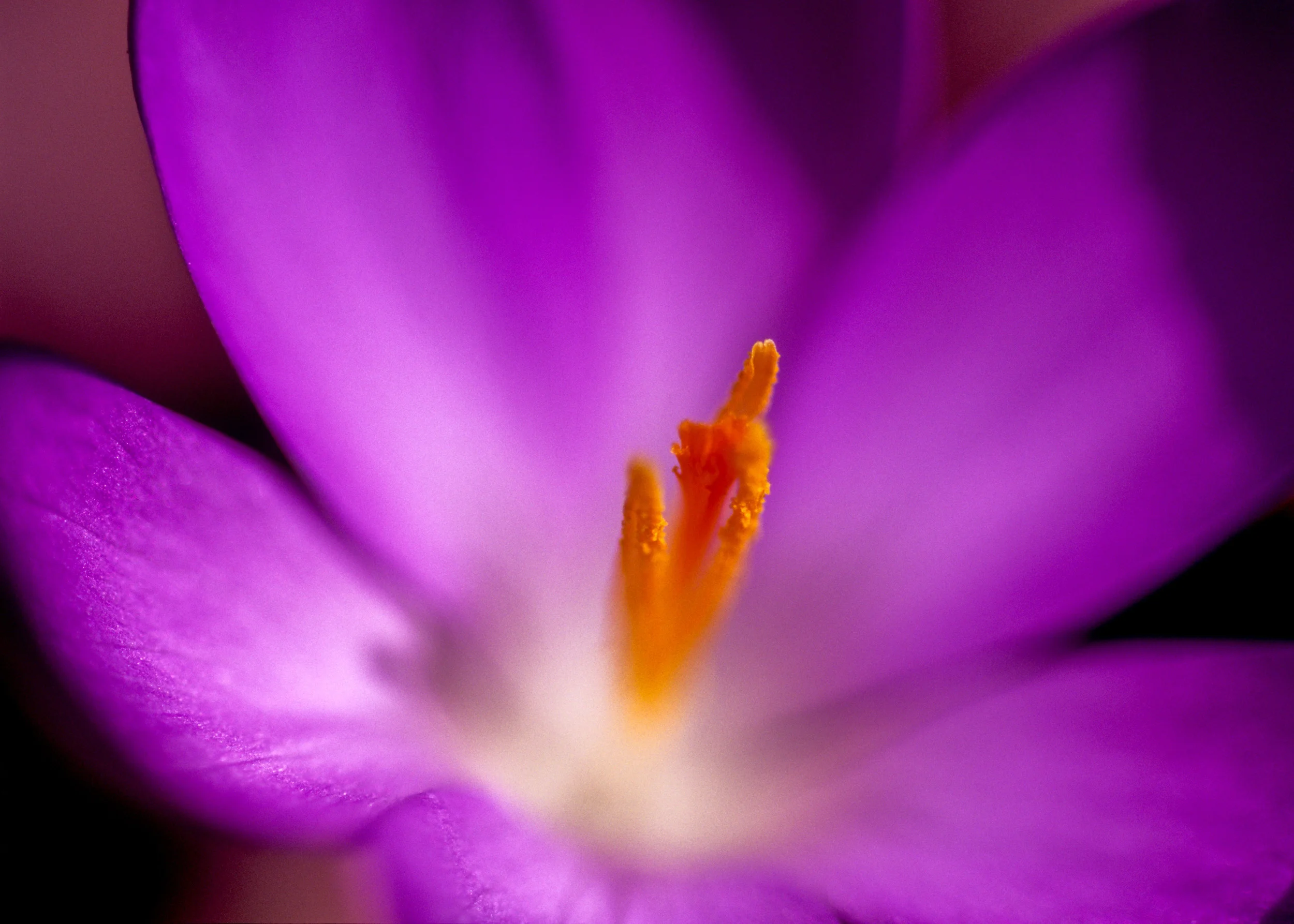 What to Plant in the Fall for Eye-popping Spring Color and Interest