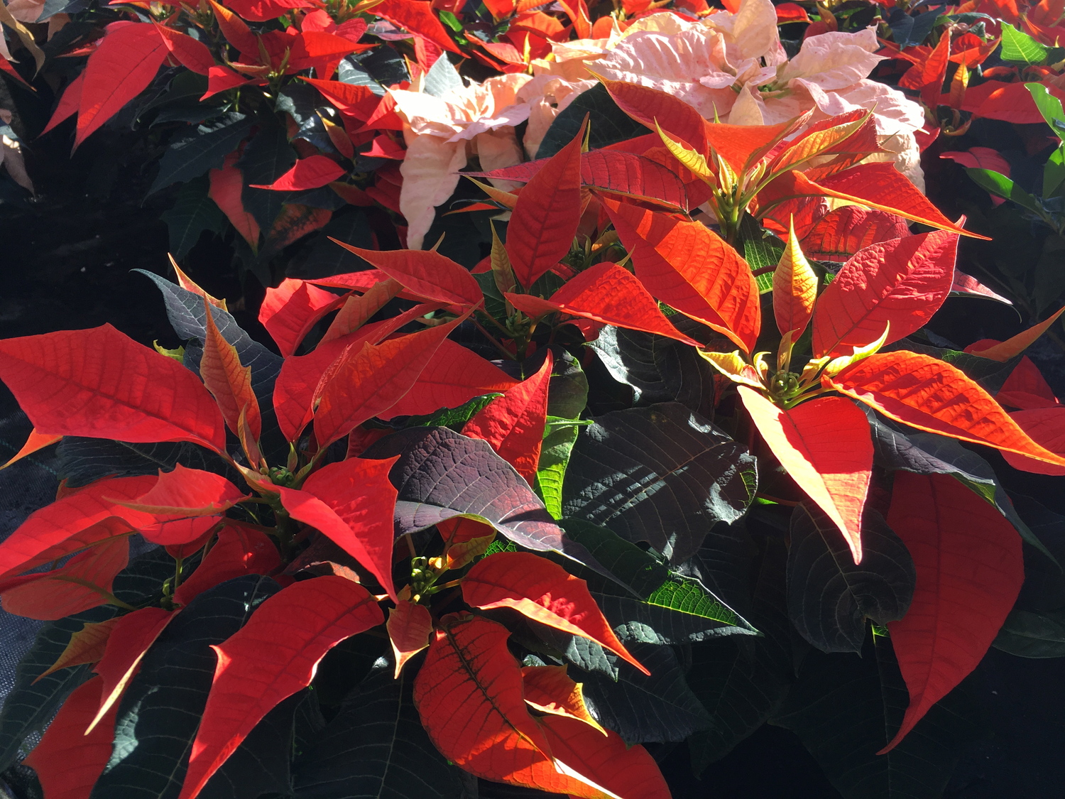 How To Keep A Poinsettia After Christmas What to Do With Poinsettias After Christmas — Stanley's Greenhouse