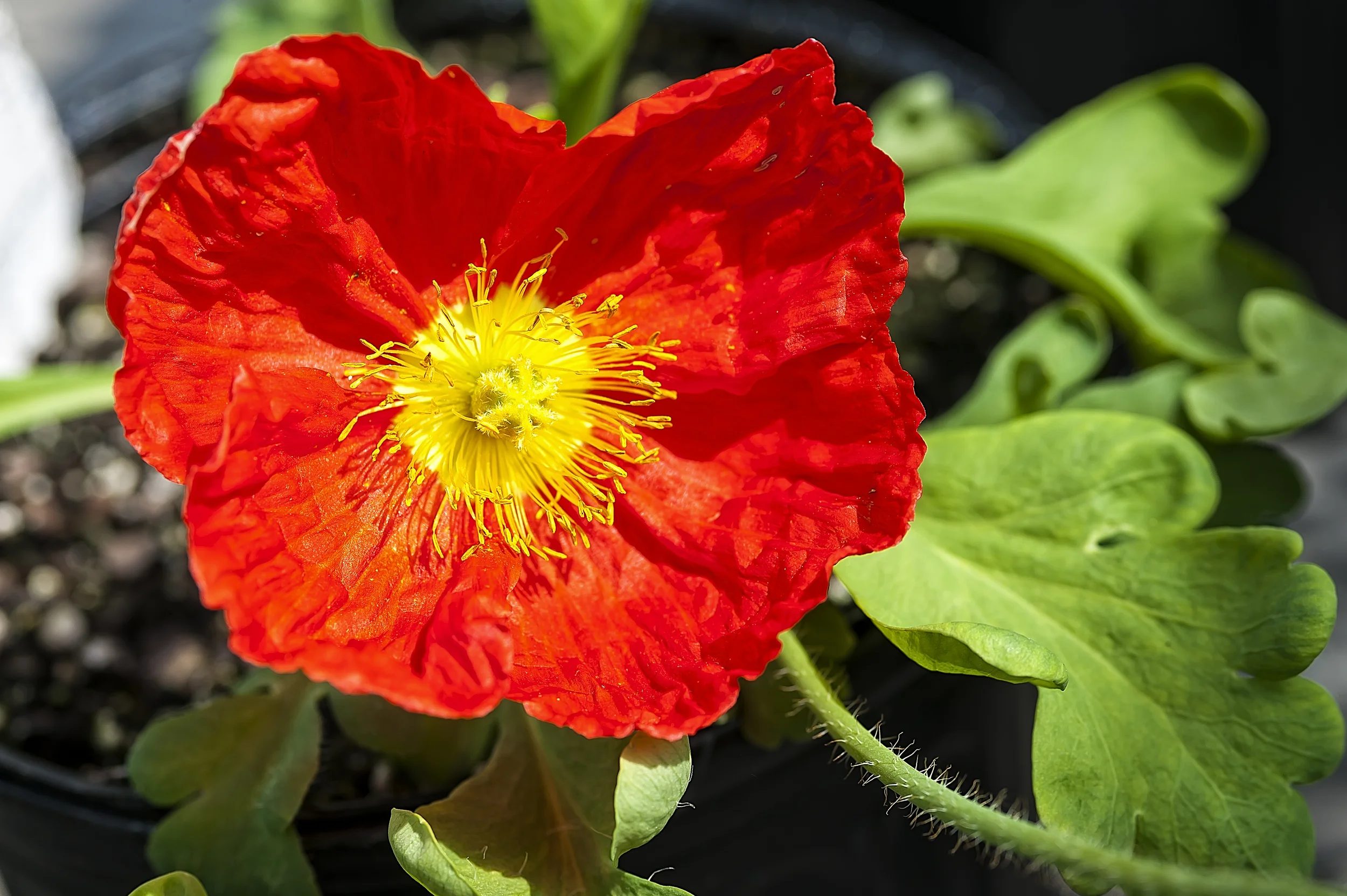 How to Protect Your Less Hardy Plants During A Mid to Late Spring Frost