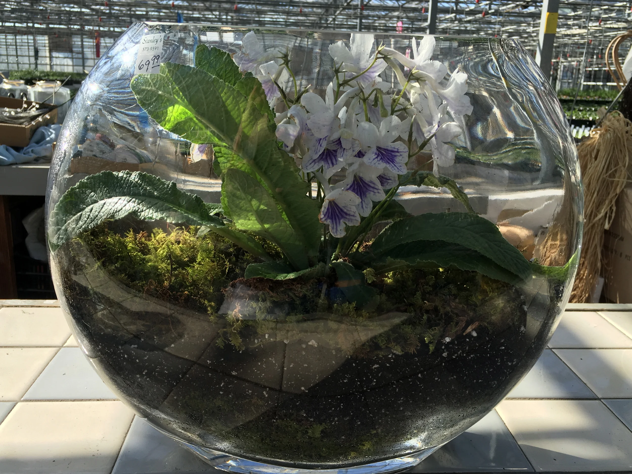 DIY Terrarium Workshop