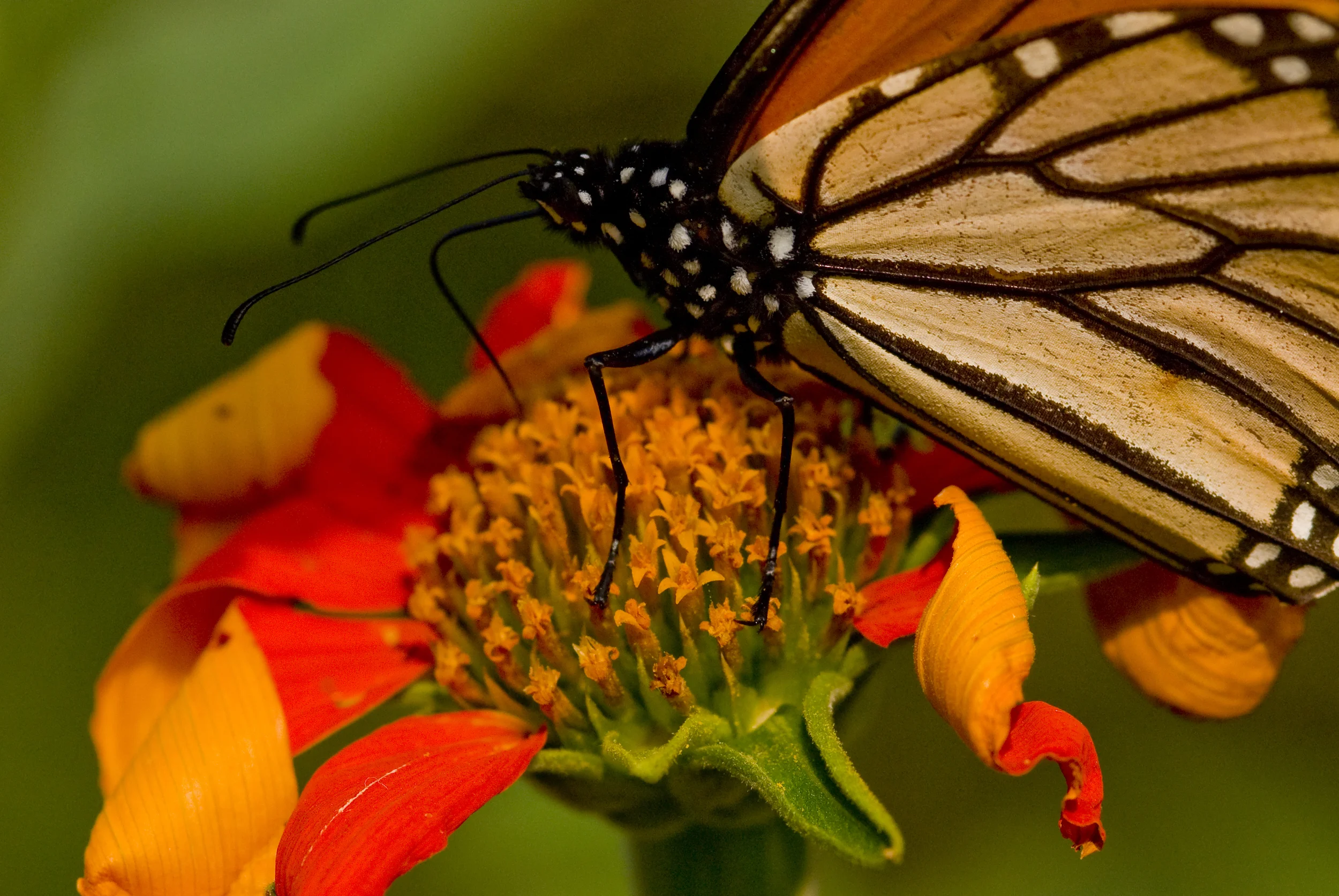 Growing a Butterfly Garden