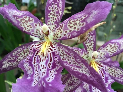 Orchid Repotting