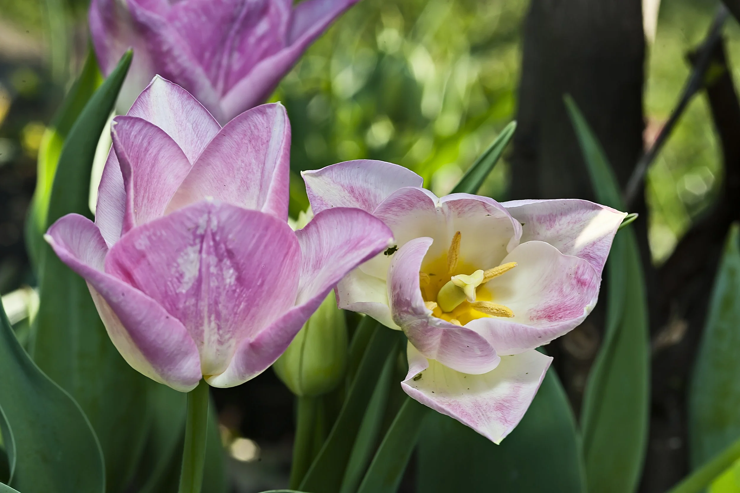 Monte Stanley's Favorites: Heirloom Choices & New for Spring 2018