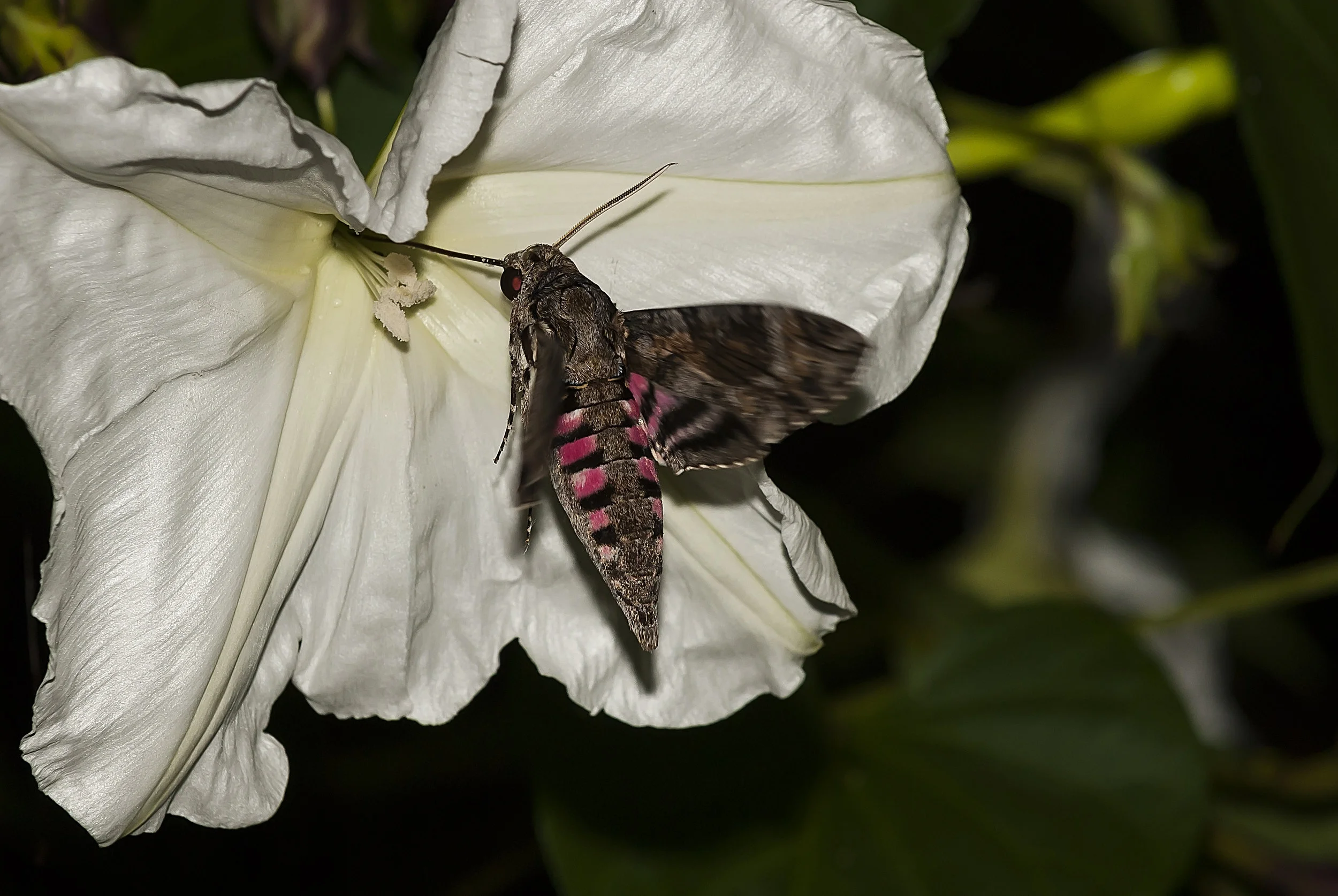 Gardening to Attract & Support Wildlife