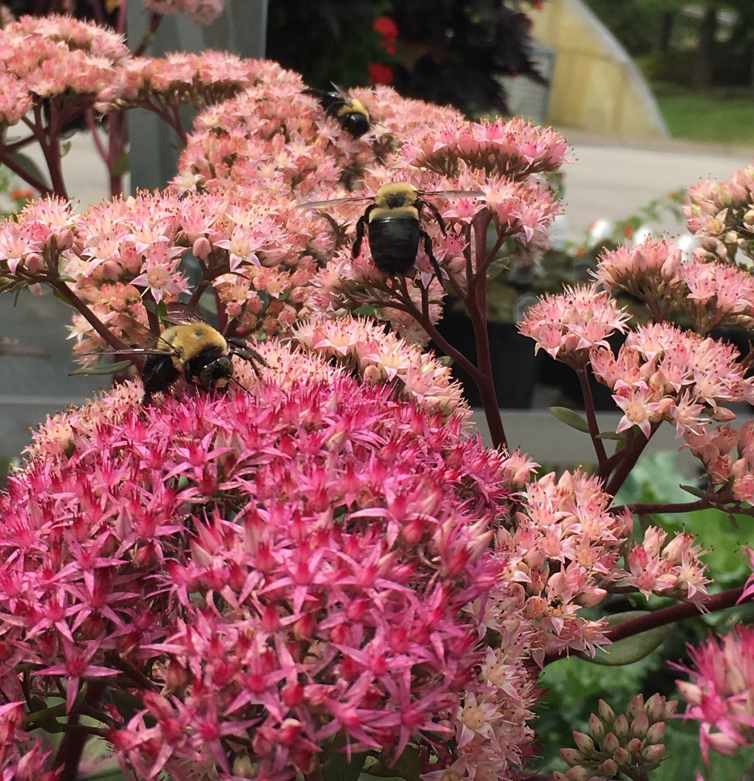 Supporting Our Pollinators: Plants That Support Bees