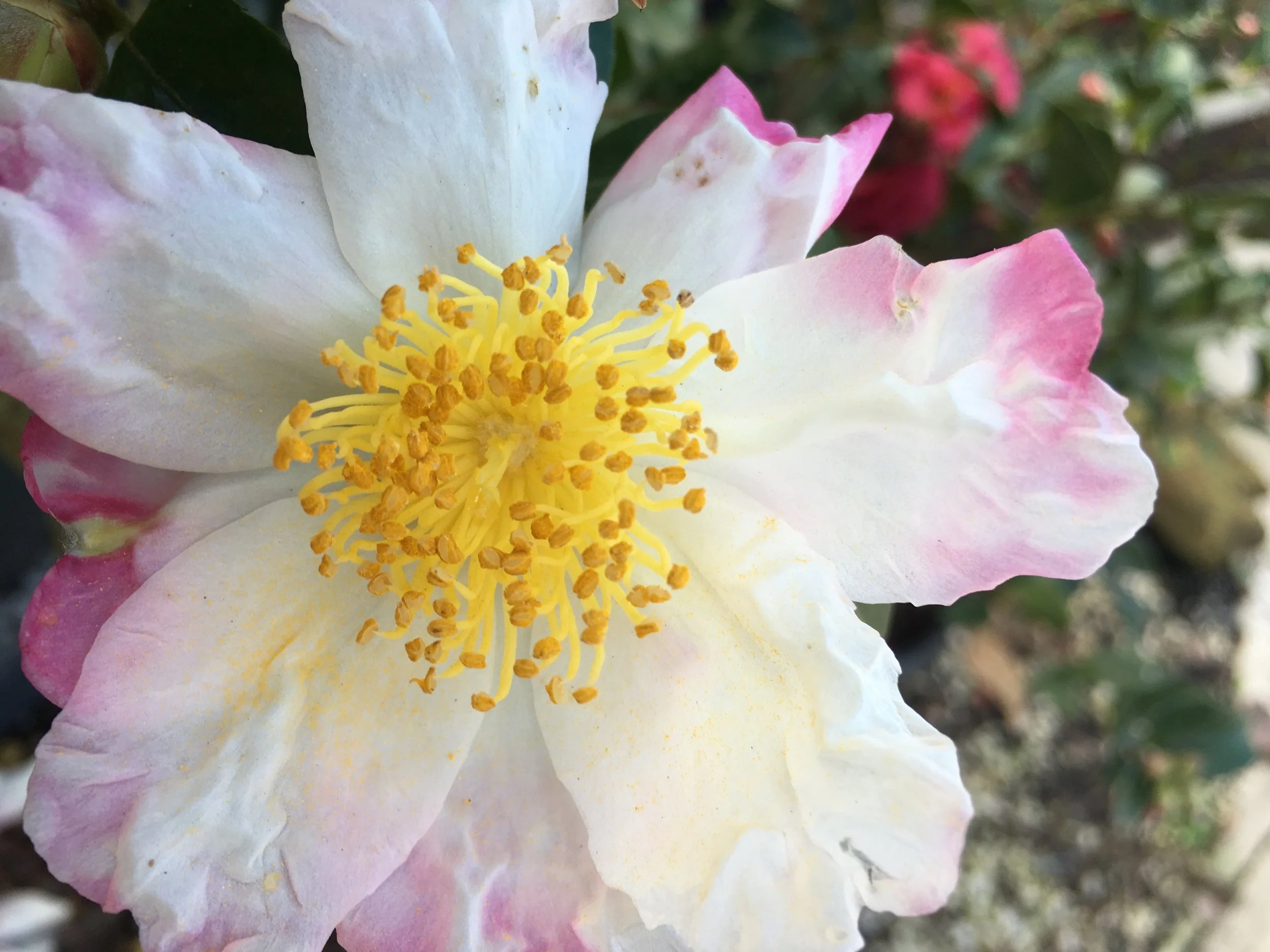 What to Plant in the Fall for a Blooming Spring