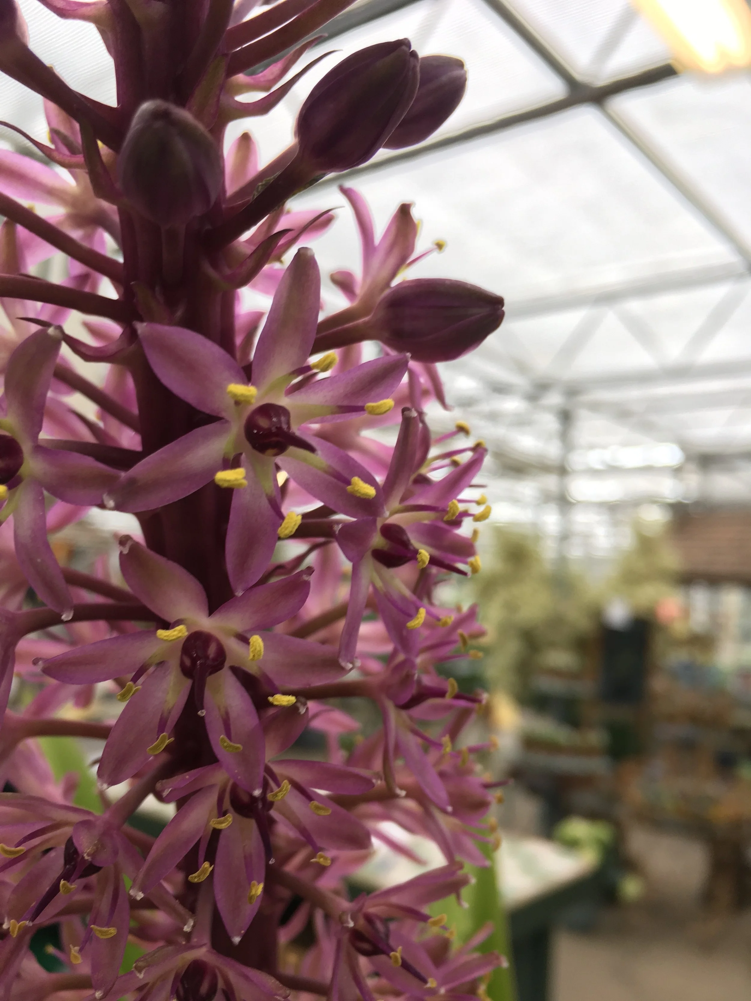 Pineapple Lily Workshop & Sale