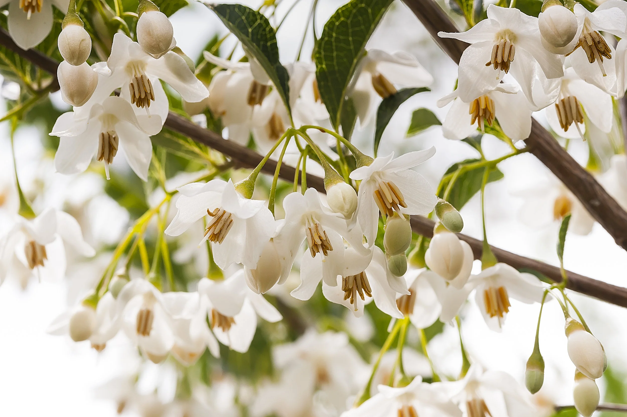 Trees and Shrubs to Plant for Month-by-Month Spring Color