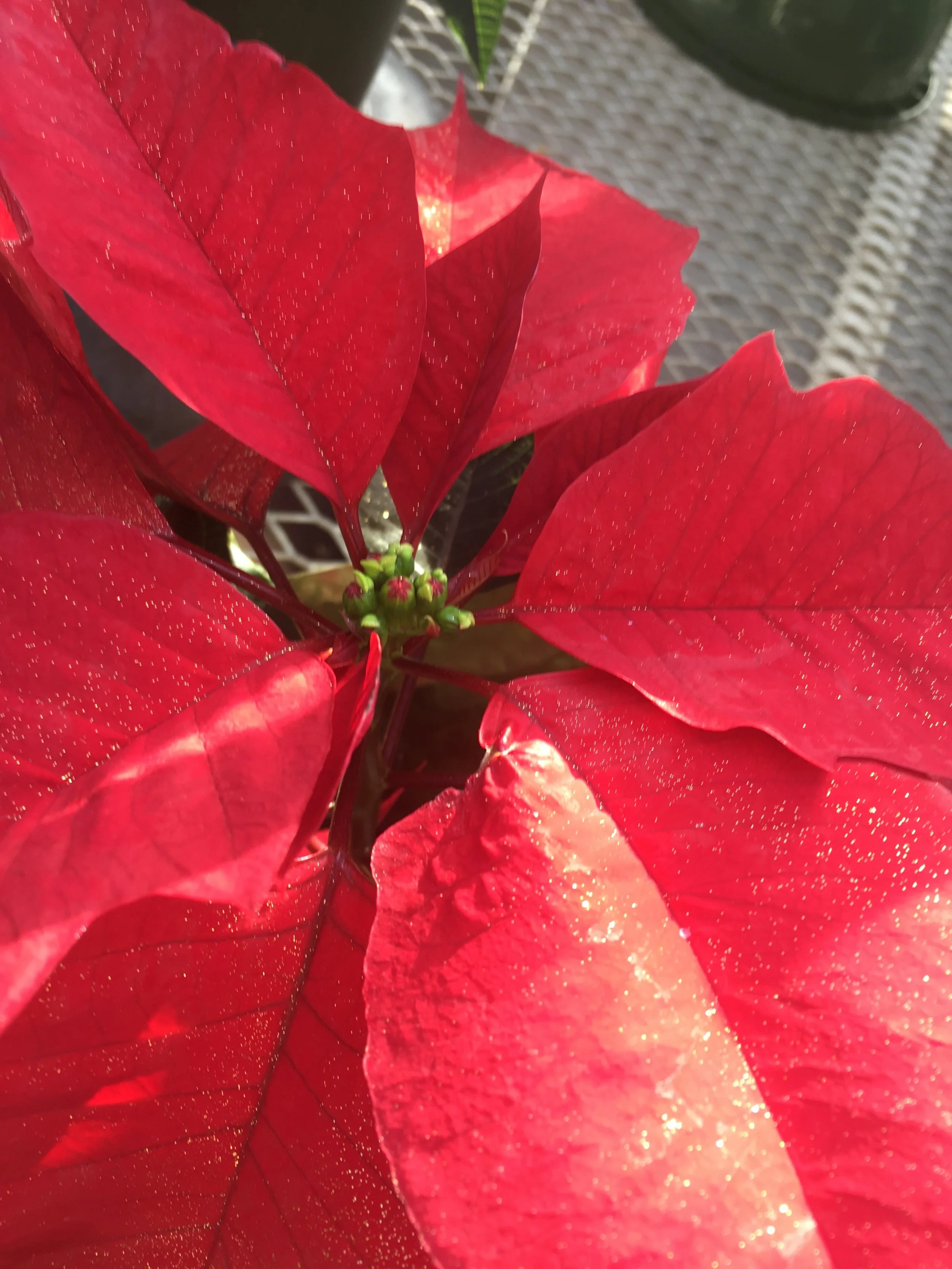 What to Do With Poinsettias After the Holidays