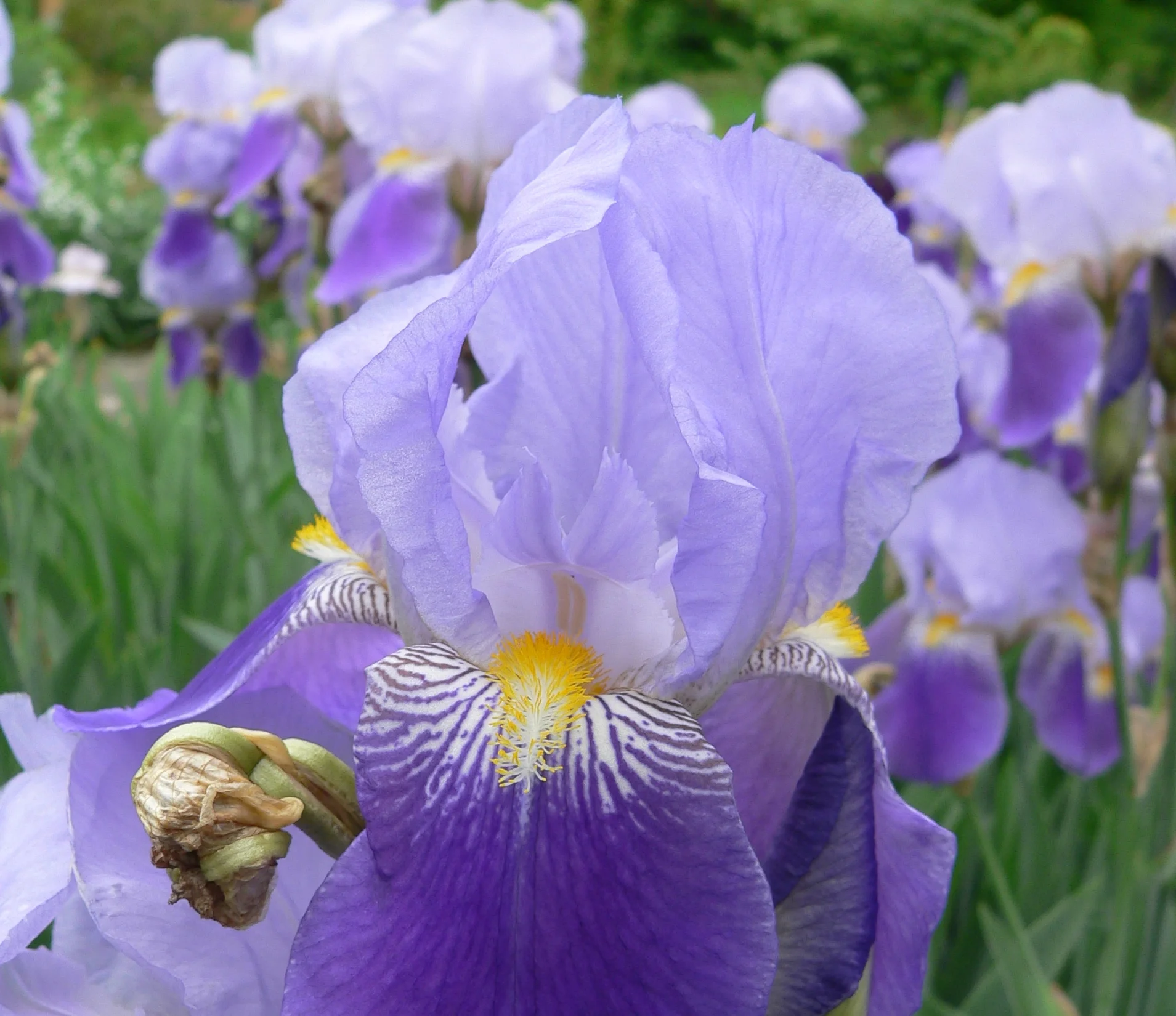 East Tennessee Rhizome Sale