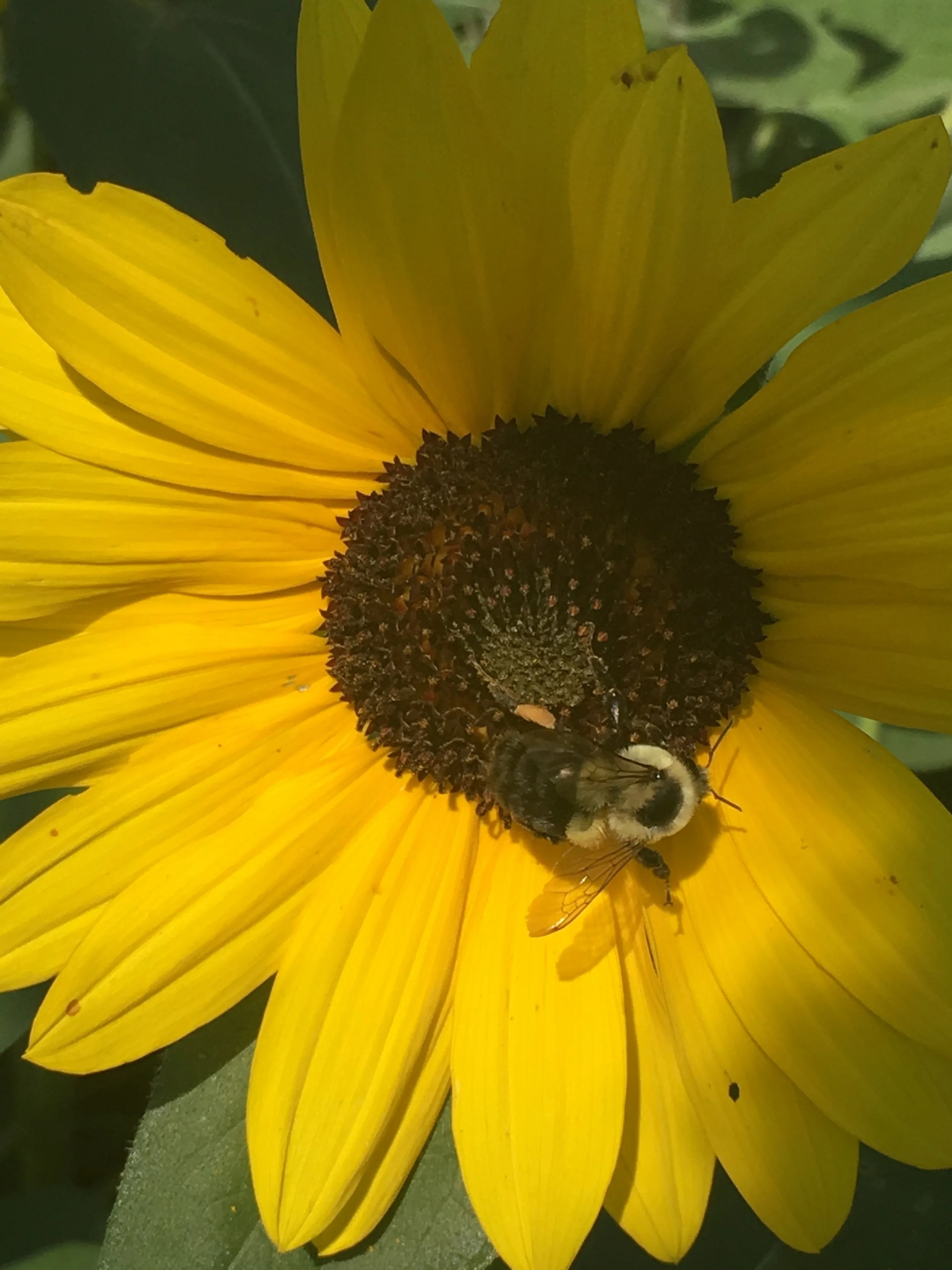 Beneficial Bugs &amp; Pollinators 101