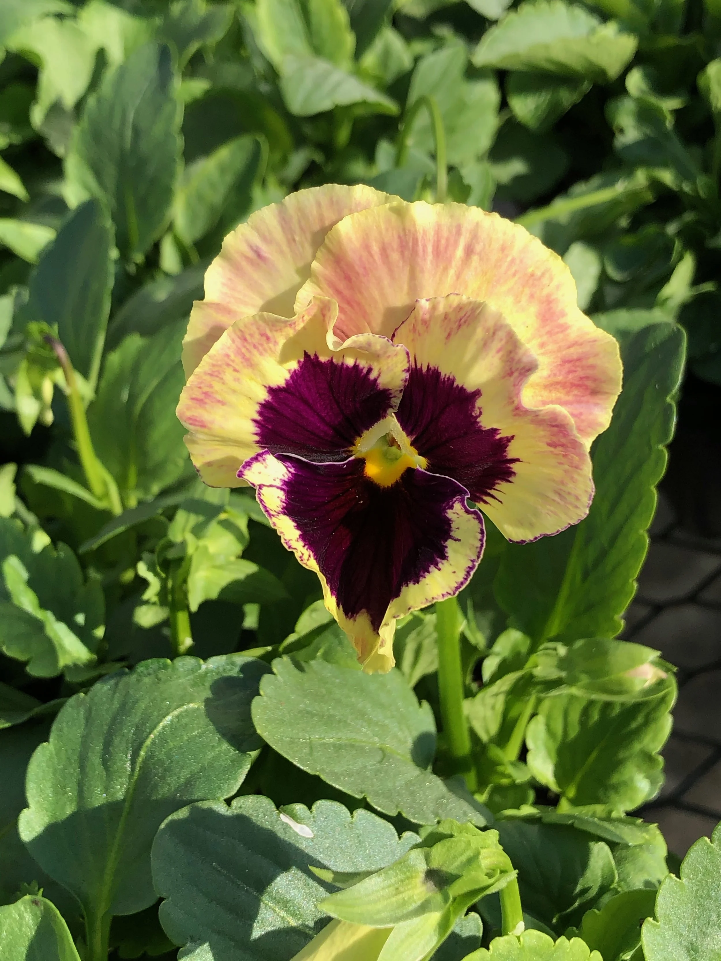 Refresh Yourself and Your Garden with Three-season Color