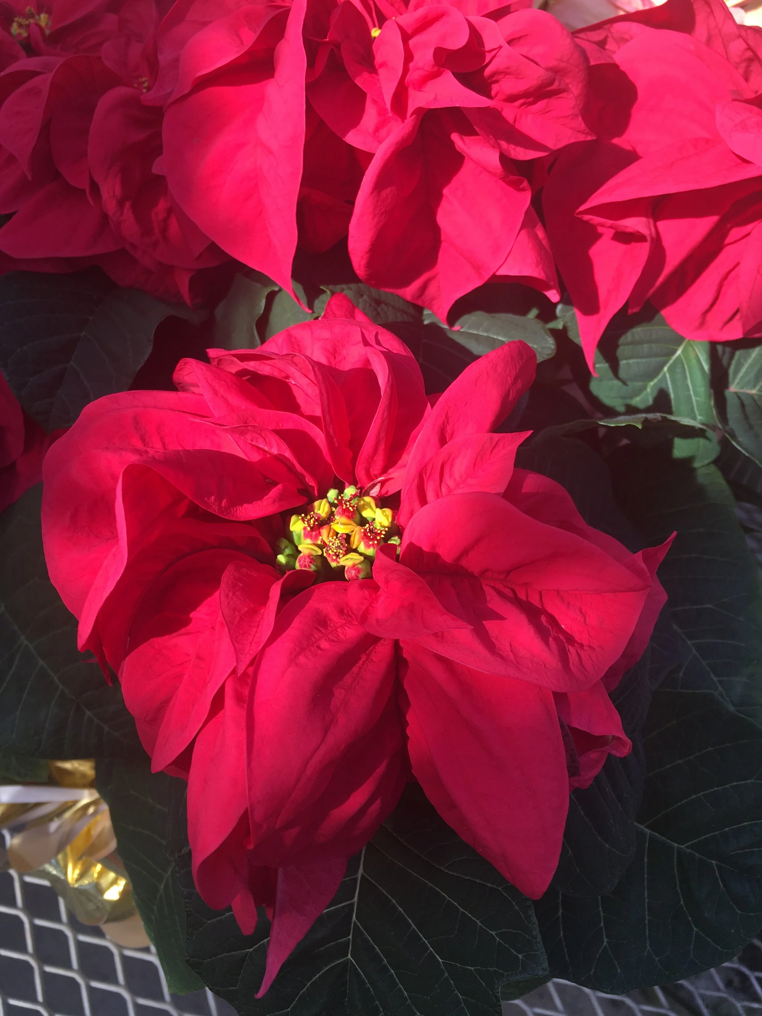 What to Do With Poinsettias After the Holidays