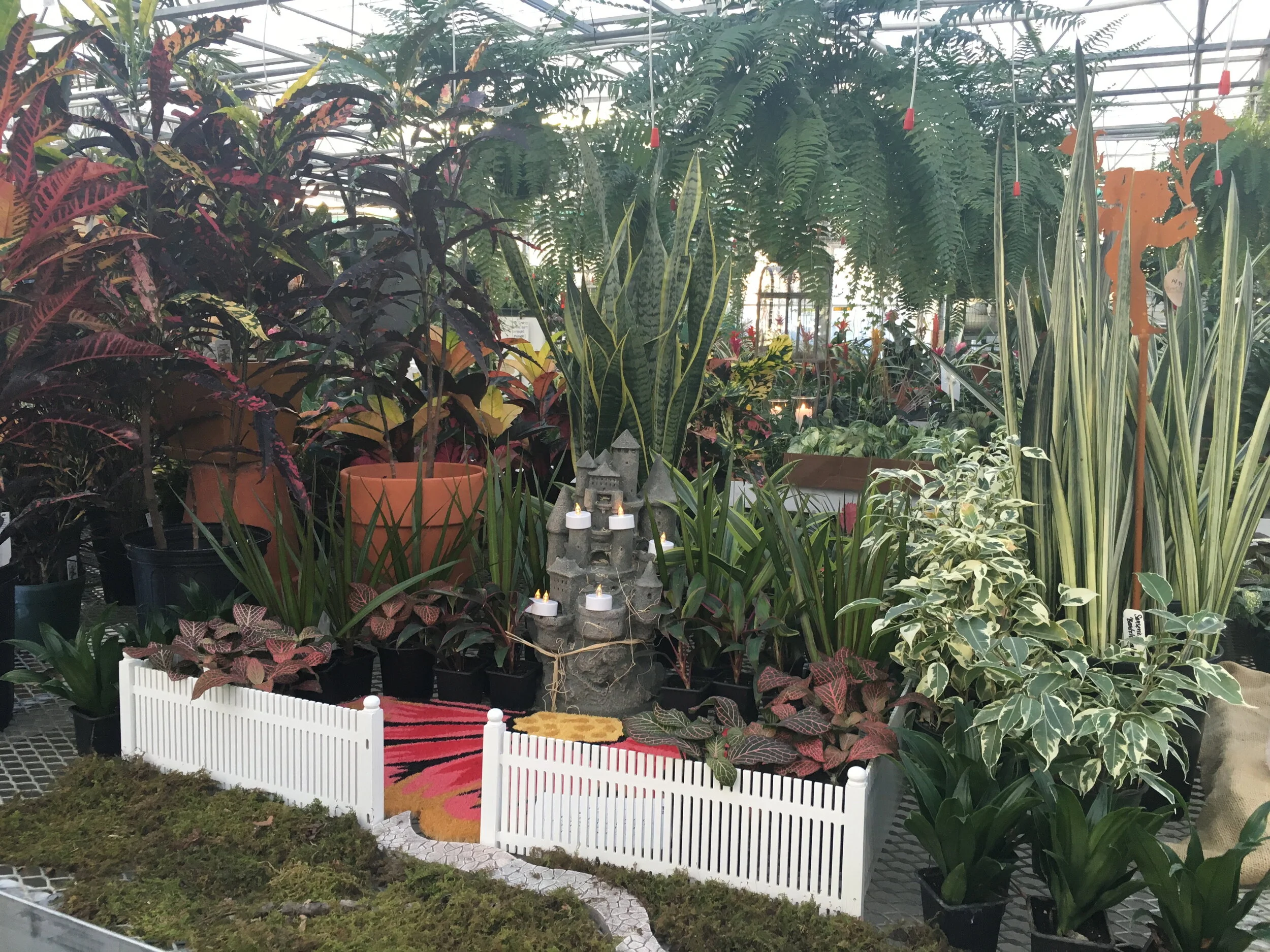 Houseplants Cornucopia!