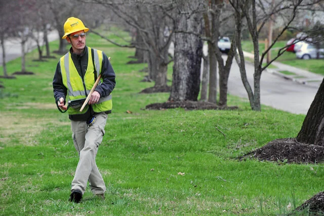 Selecting Trees for the Urban Landscape