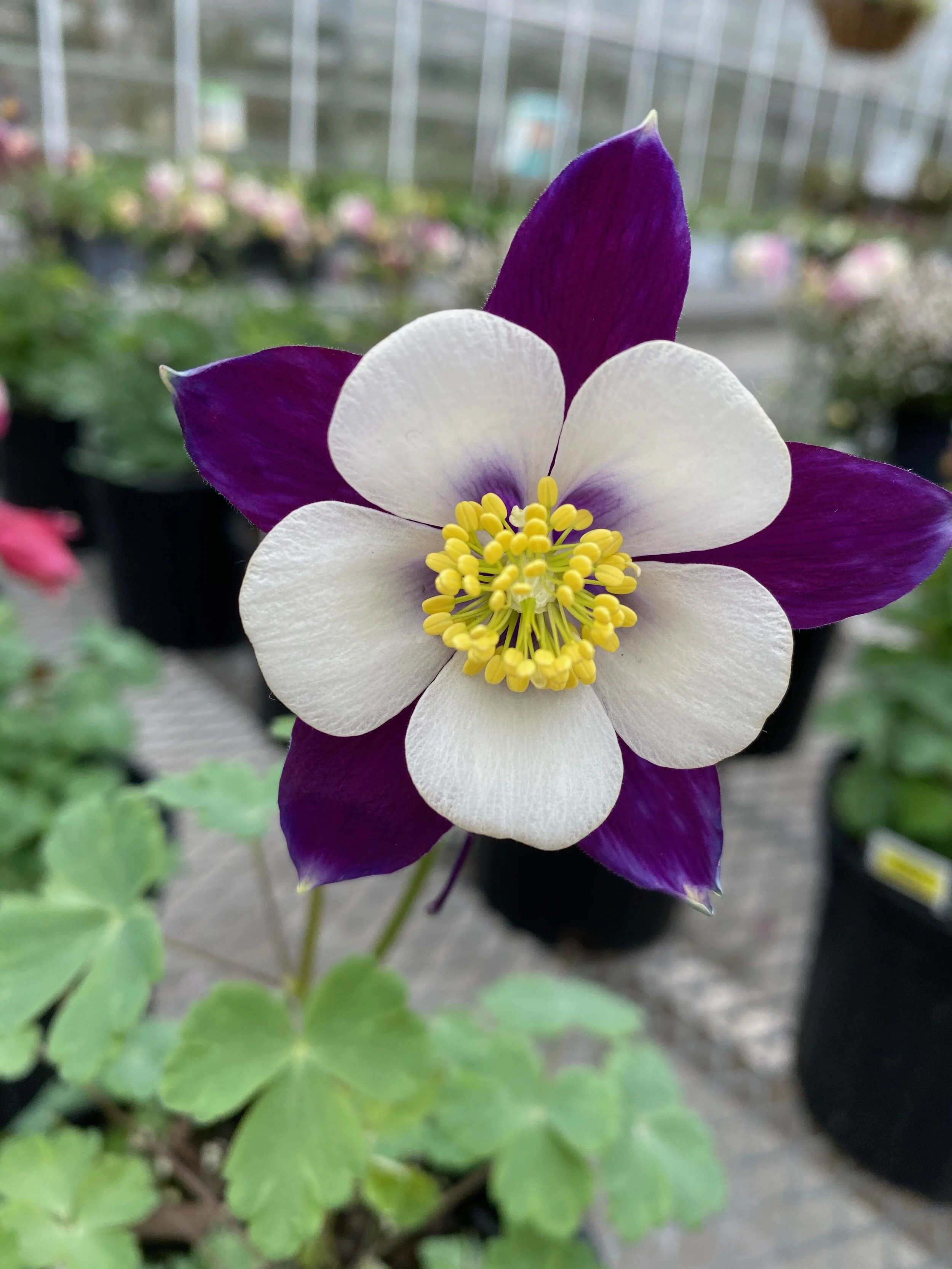 Our Response to the Coronavirus Disease (Covid-19) Outbreak