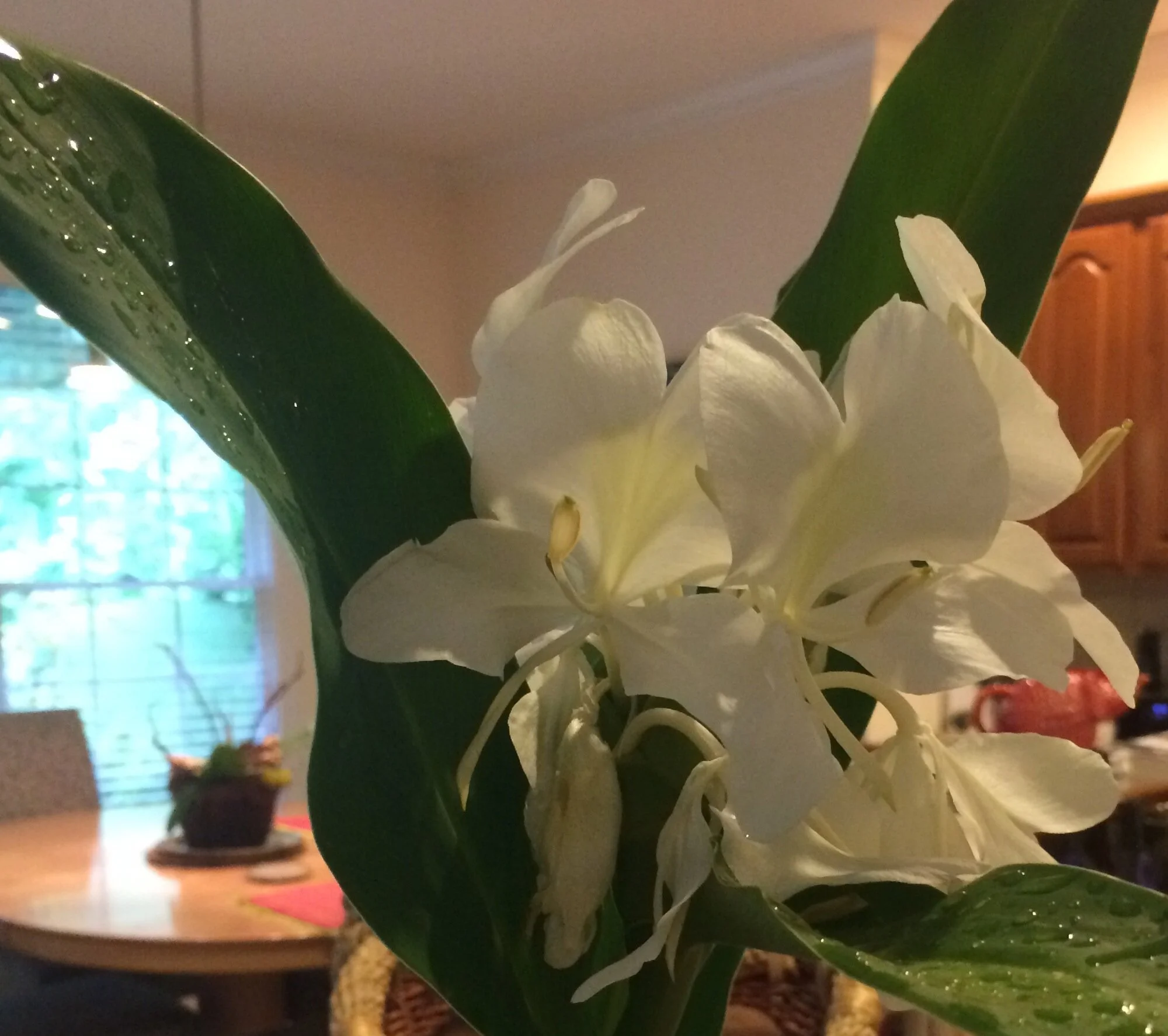 The Easiest, Most Fragrant, Longest-lasting Cut Flower: White Ginger Lily