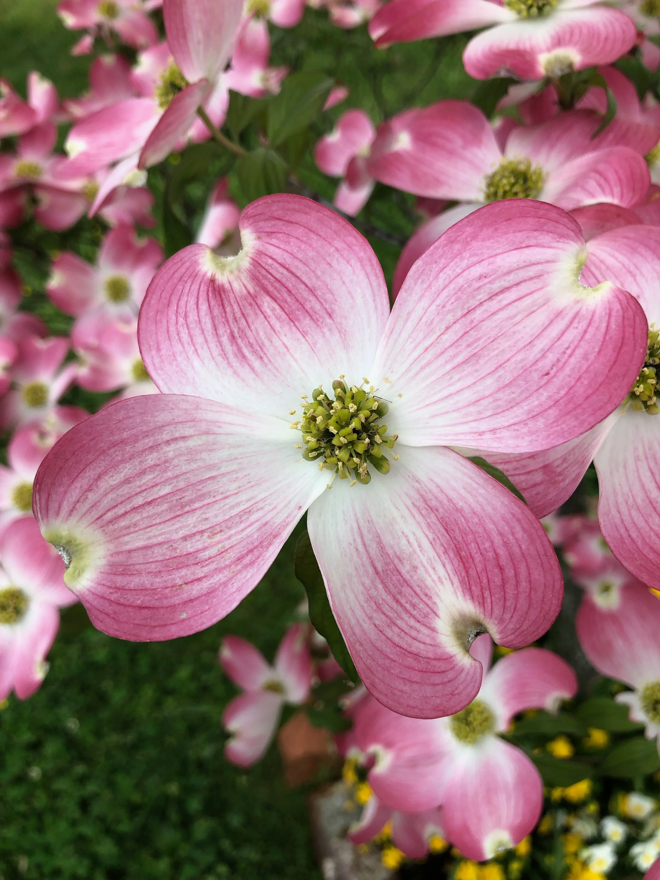 The Best Time to Plant Dogwoods in East Tennessee