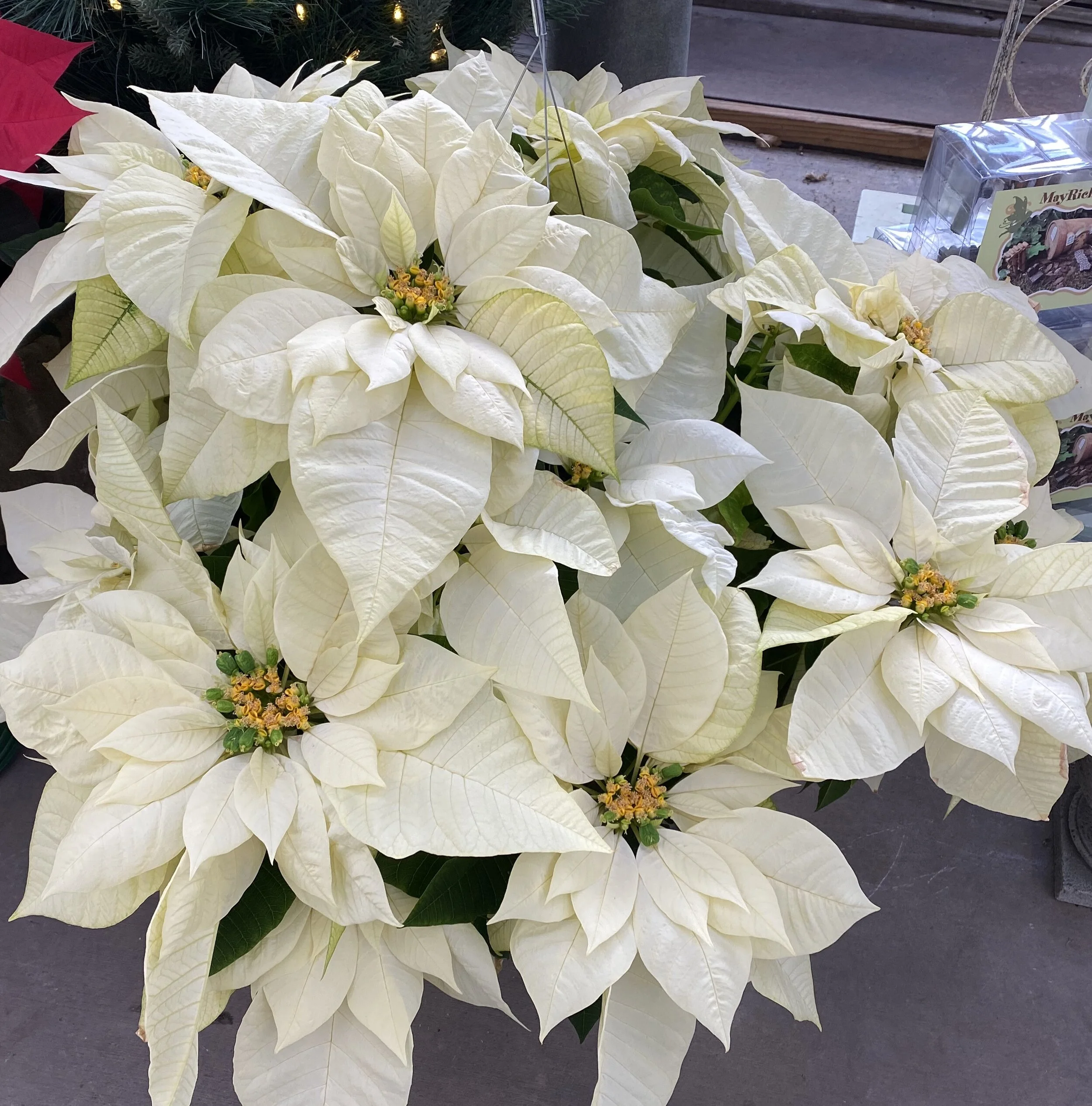 What to Do With Poinsettias After the Holiday Season