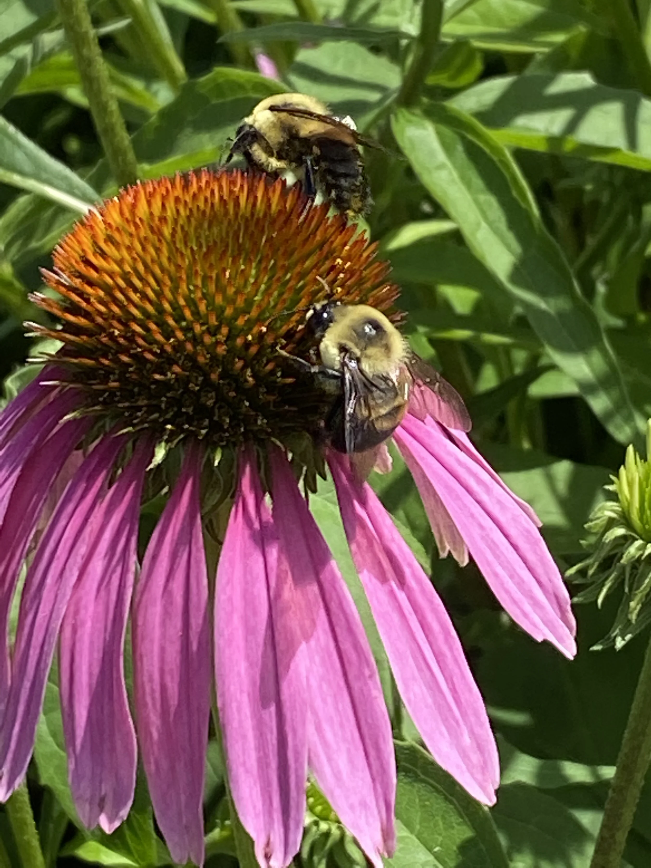 Plants You Can Grow in Beds or Containers to Attract Pollinators