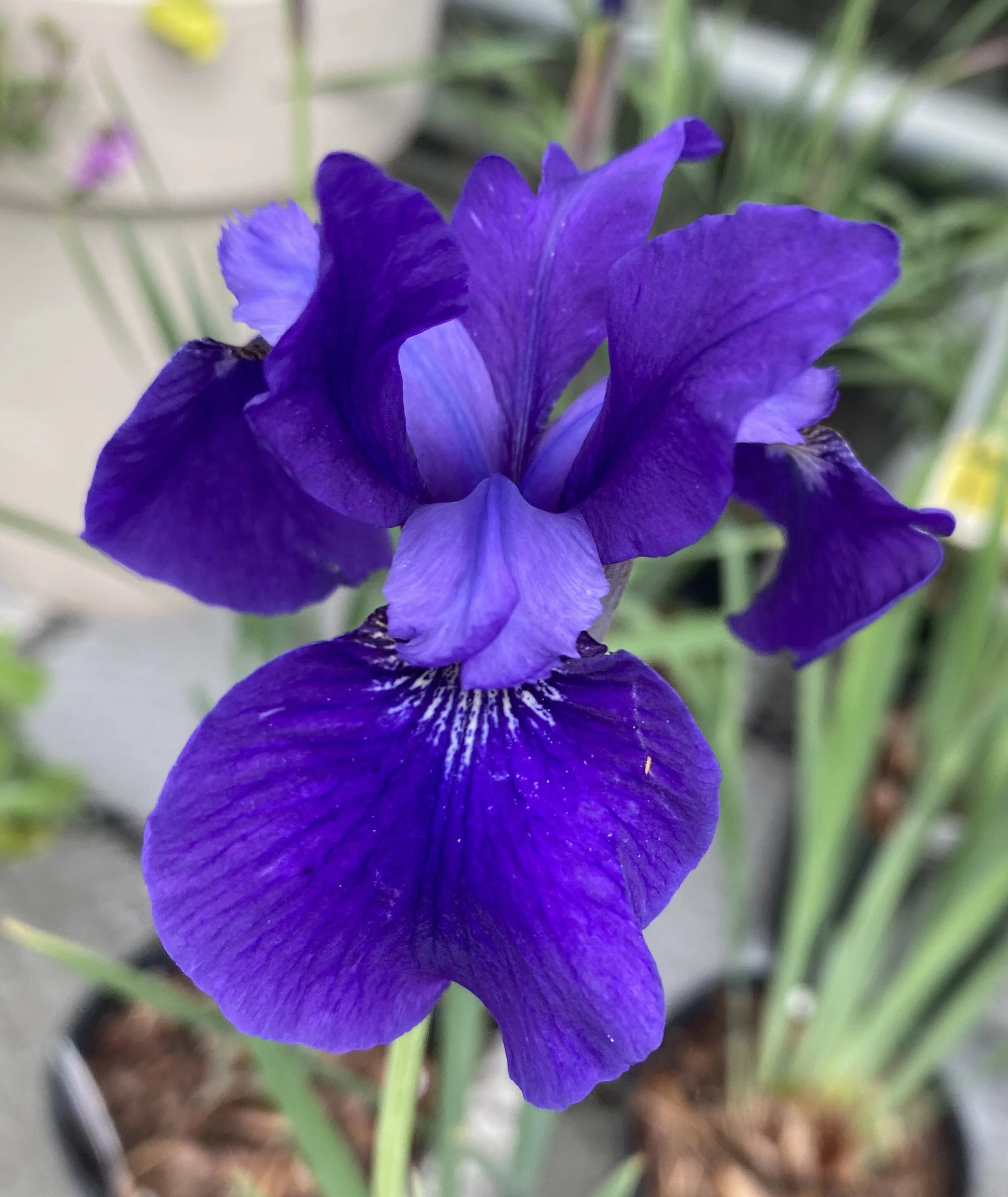 East Tennessee Iris Society Iris Rhizome Sale