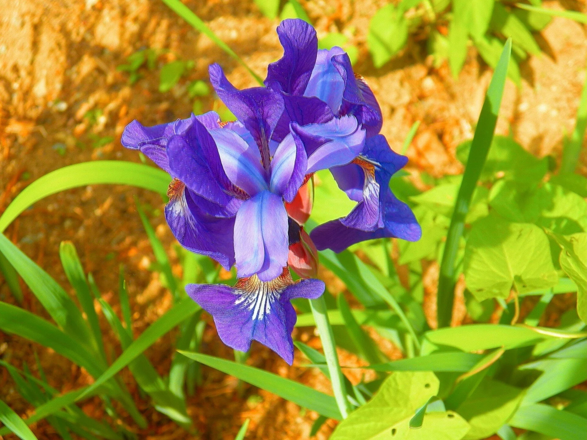 Bob Lauf Specialty Iris Sale