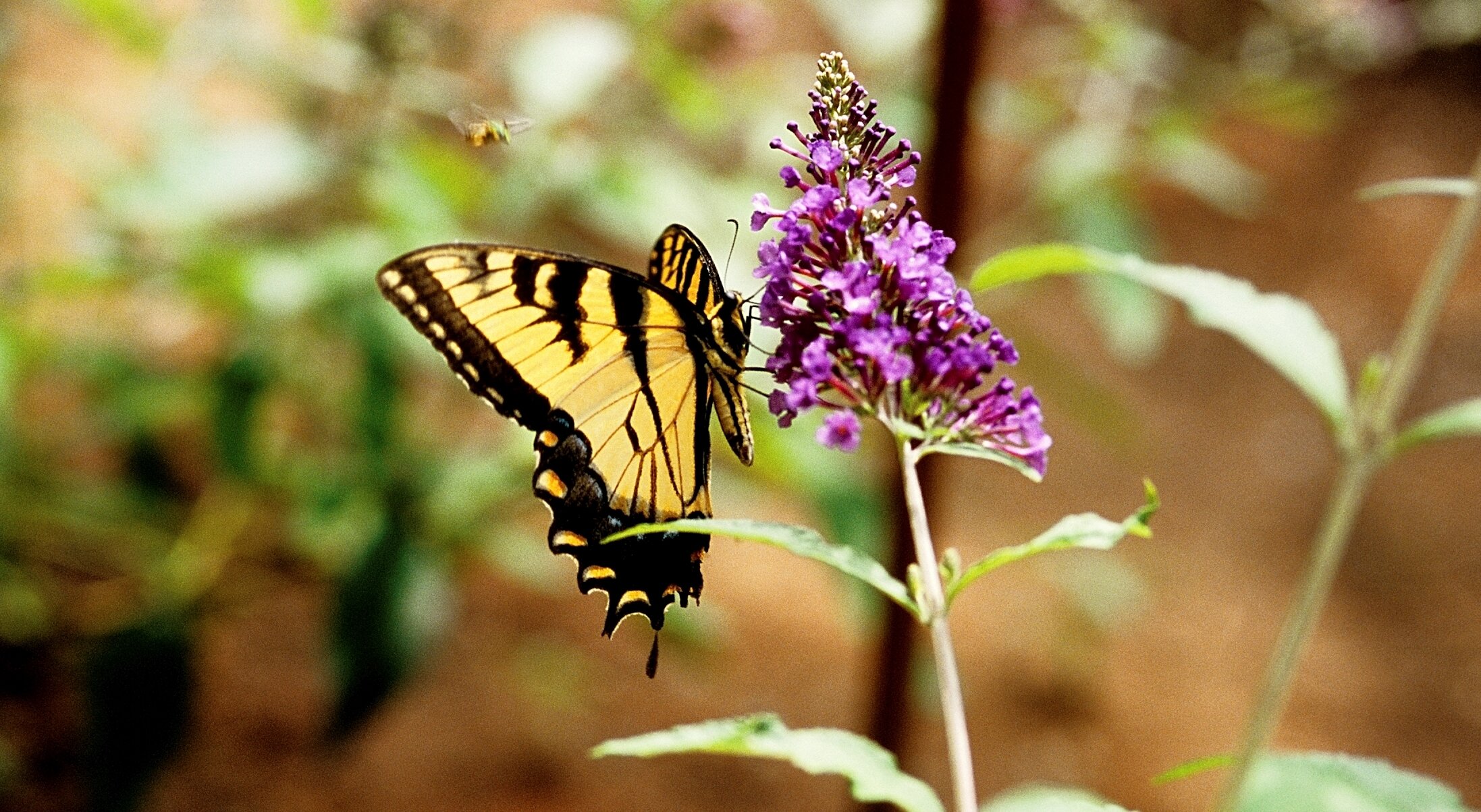 On the Wing: Stanley's Fifth Annual Butterfly Festival 