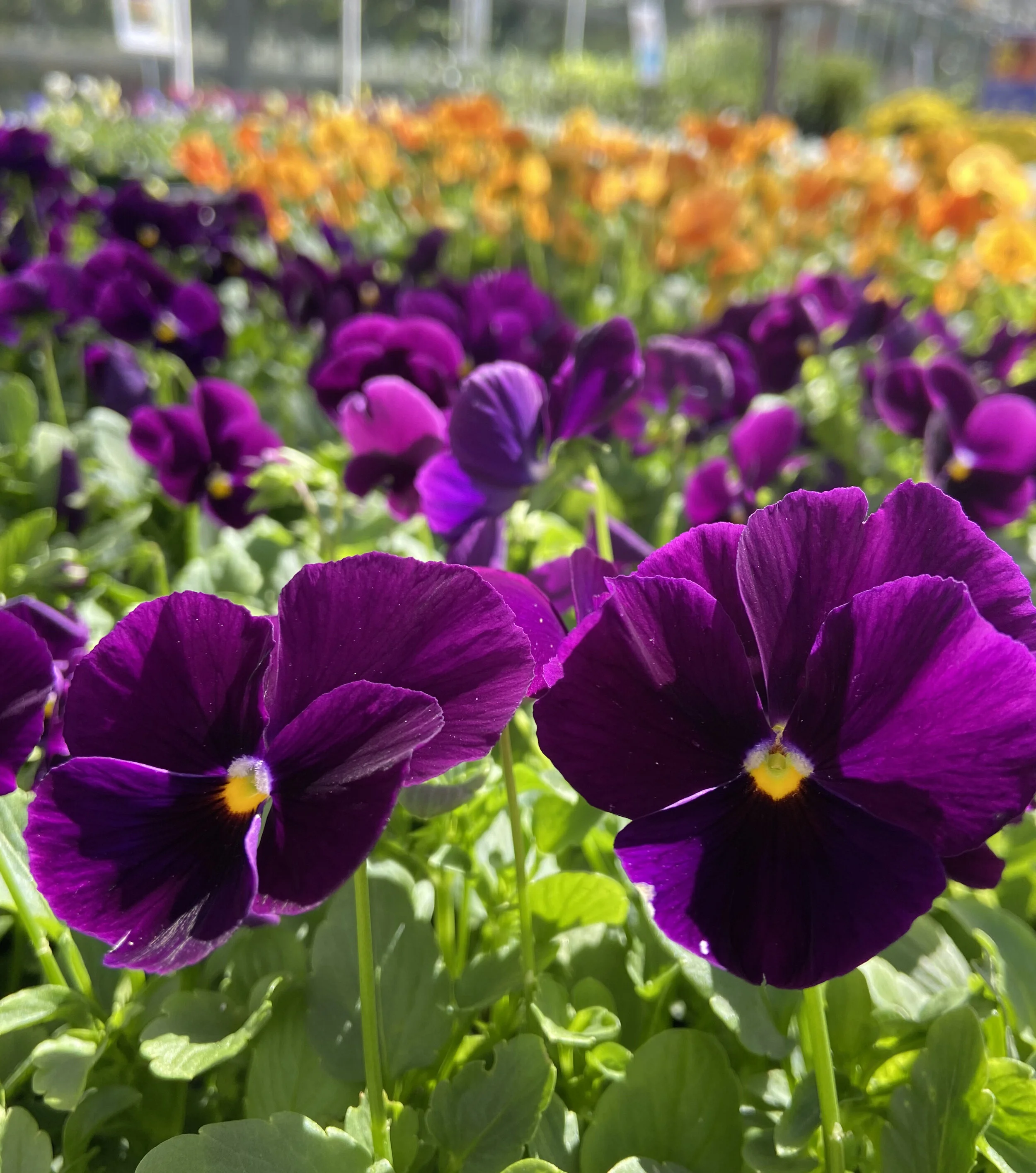 The Alzheimer's Pansy Project Kickoff Event