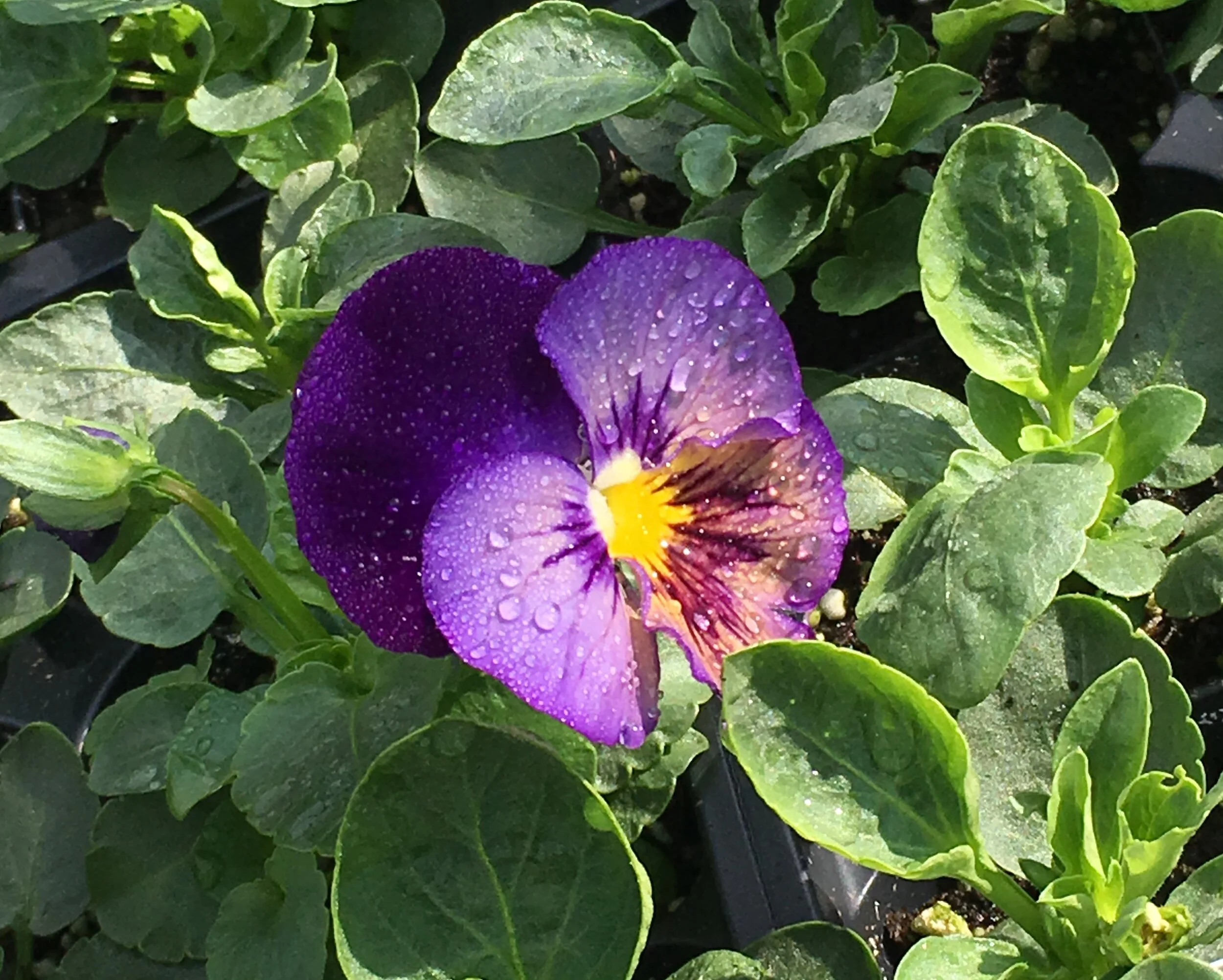 Refresh Yourself--and Your Garden--With Fall Planting &amp; Outdoor Fun