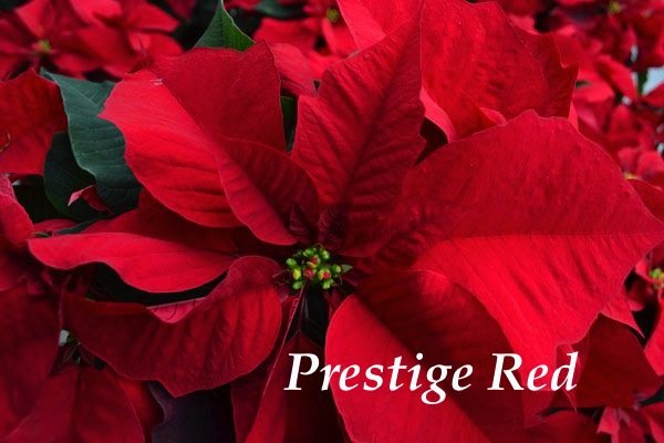 prestige red poinsettia.jpg