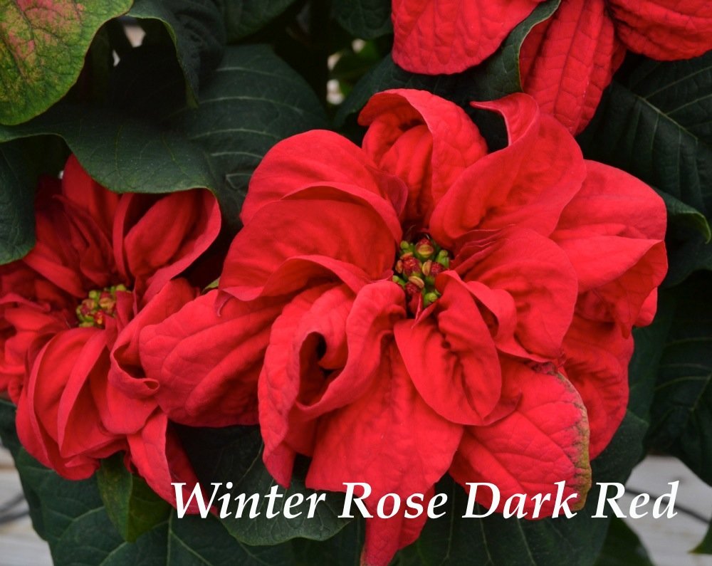 winter rose dark red poinsettia.jpg