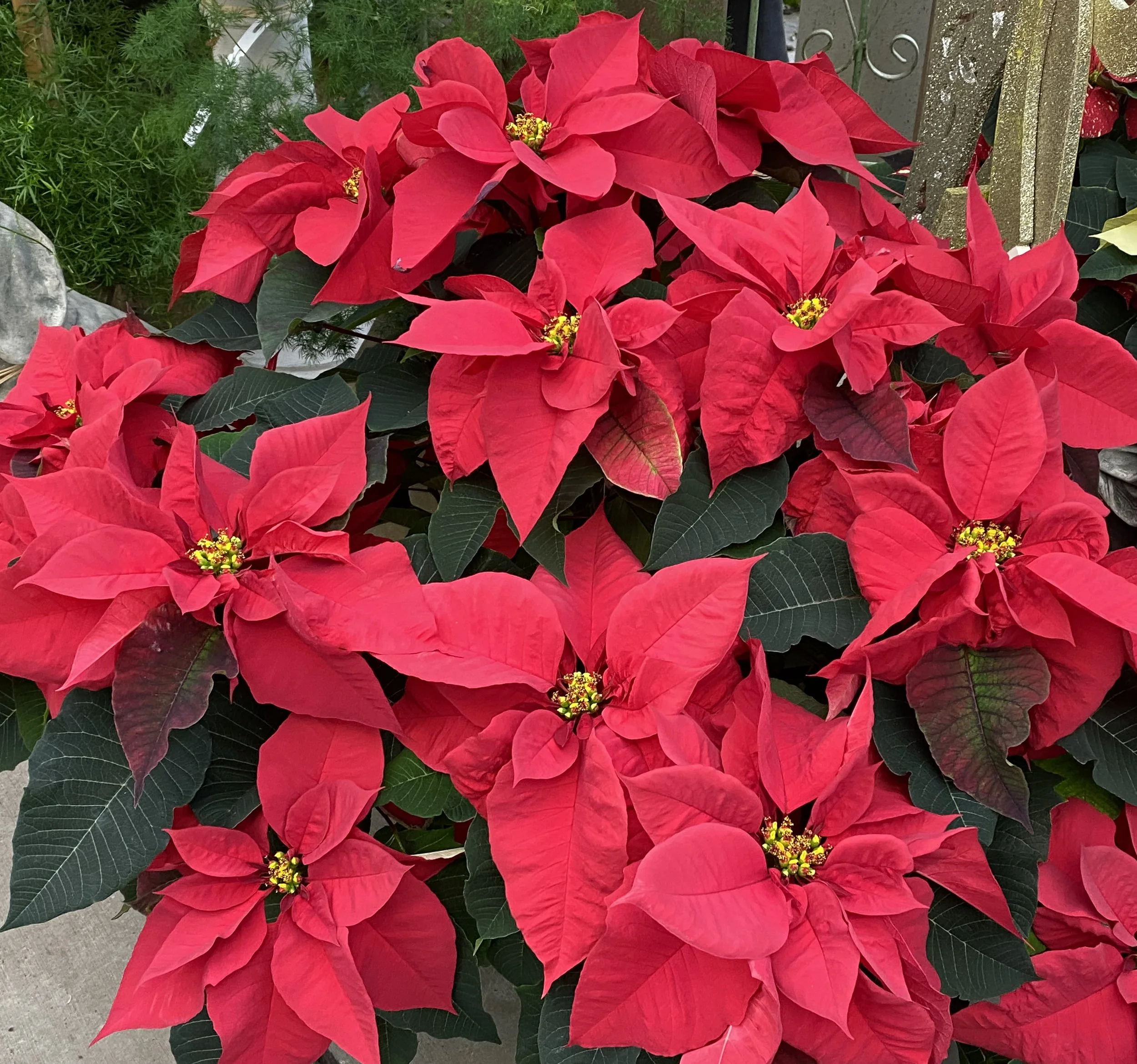 How to Care for Poinsettias After the Holidays