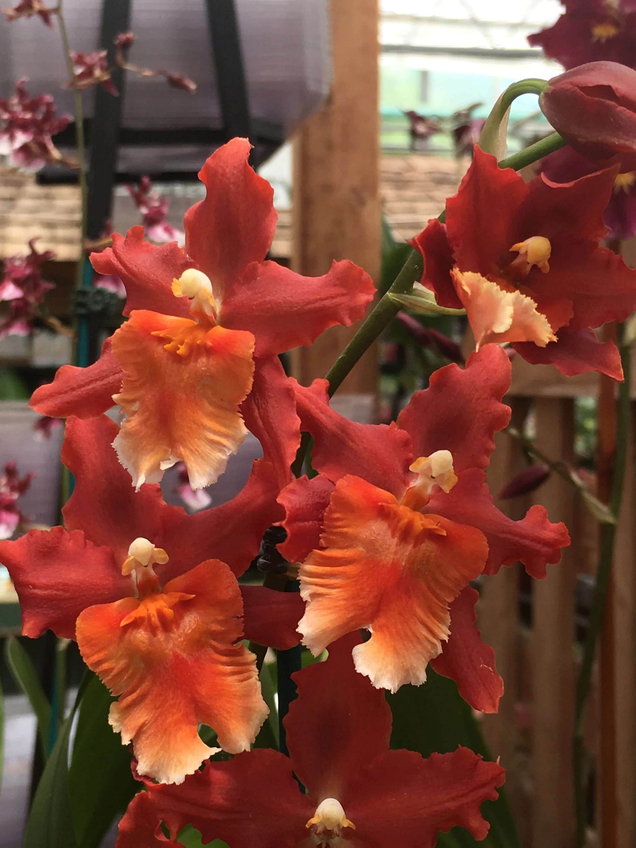 Orchid Repotting With Rich Gettings
