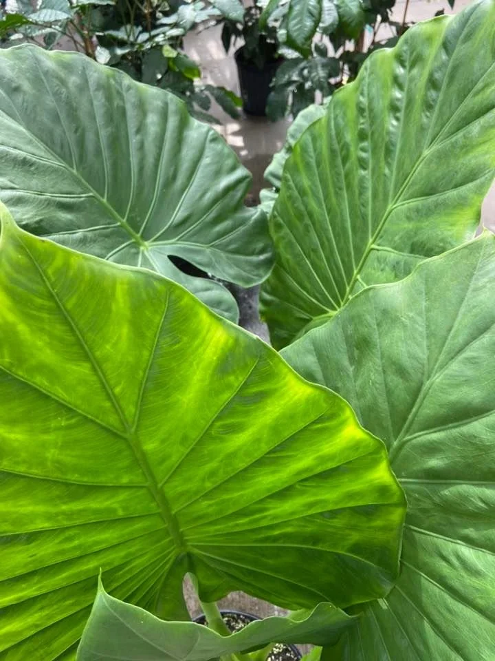 Stanley's Rainforest Support Day