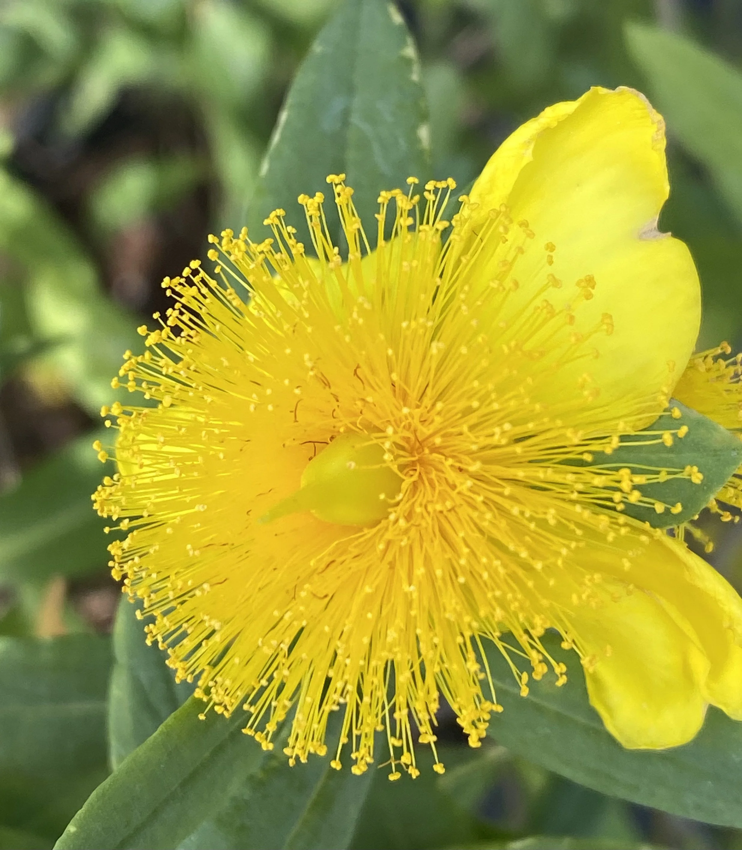 Fall Garden Preparation 101 for Knoxville and East Tennessee Gardens