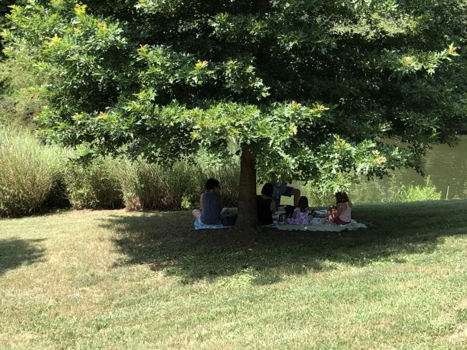 Trees &amp; Shrubs 101: Best Practices for Success