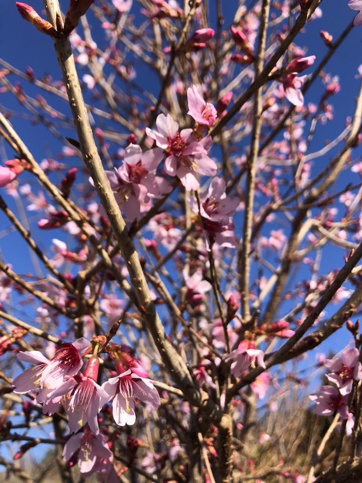 What to Plant in the Fall for a Blooming Spring