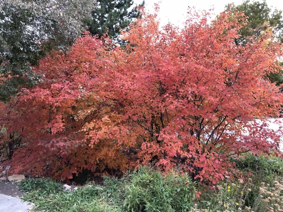 The Best Trees &amp; Shrubs for Year-round Interest in East Tennessee
