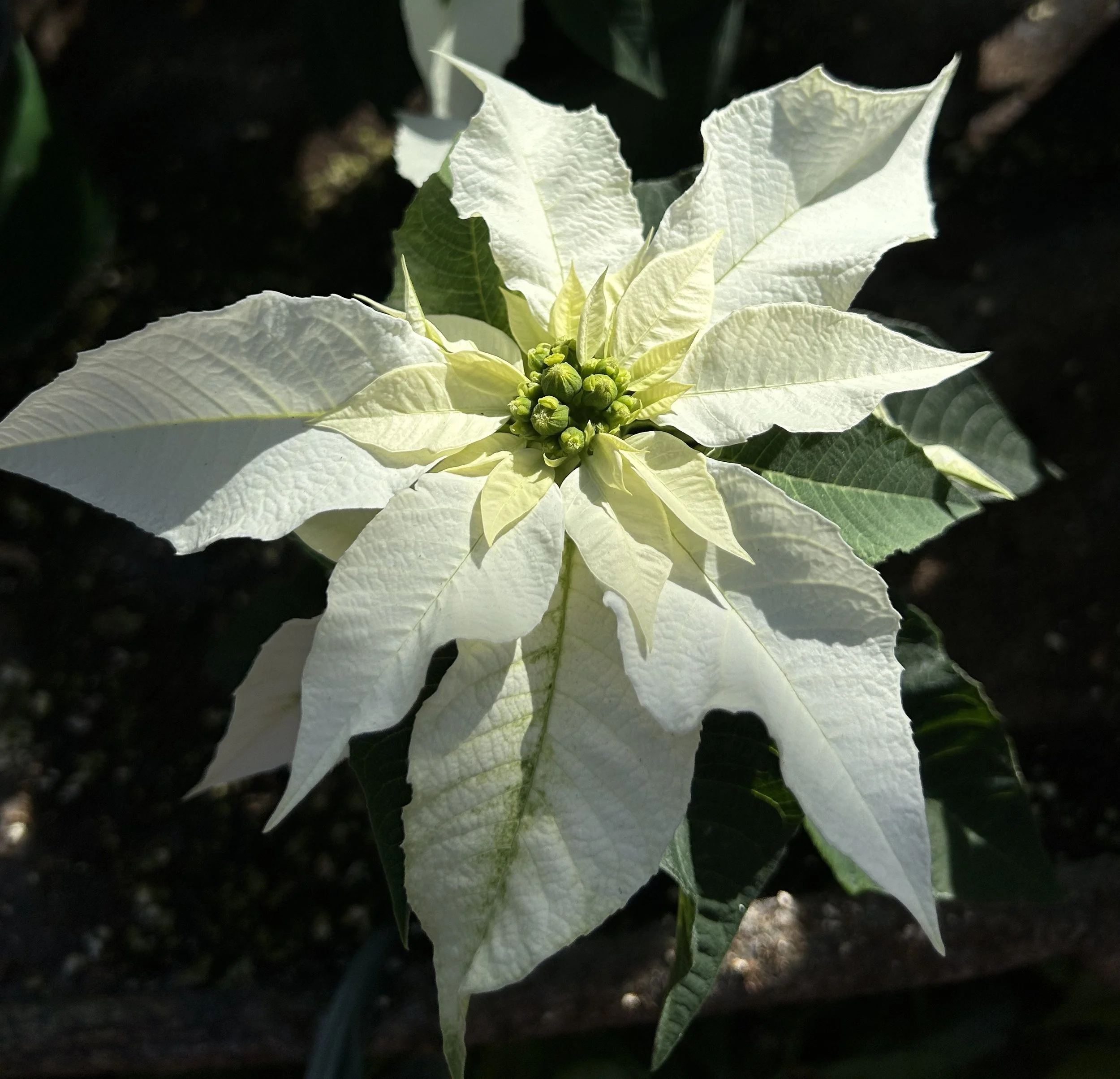 How to Care for Poinsettias After the Holidays